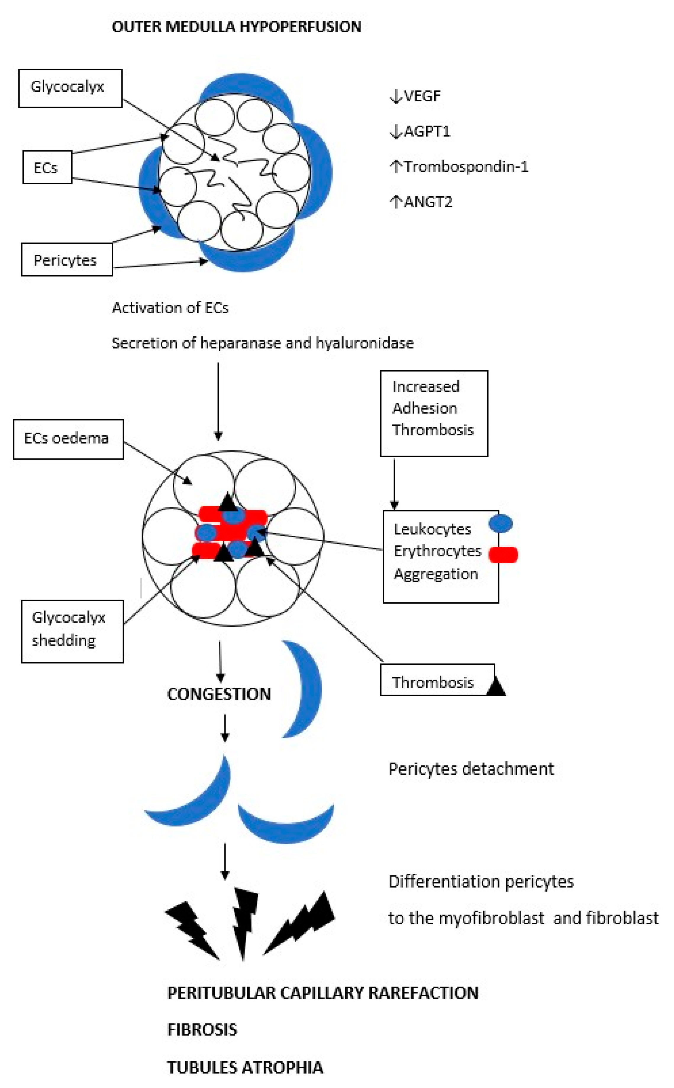Biology 12 00327 g002 Biology 12 00327 g002