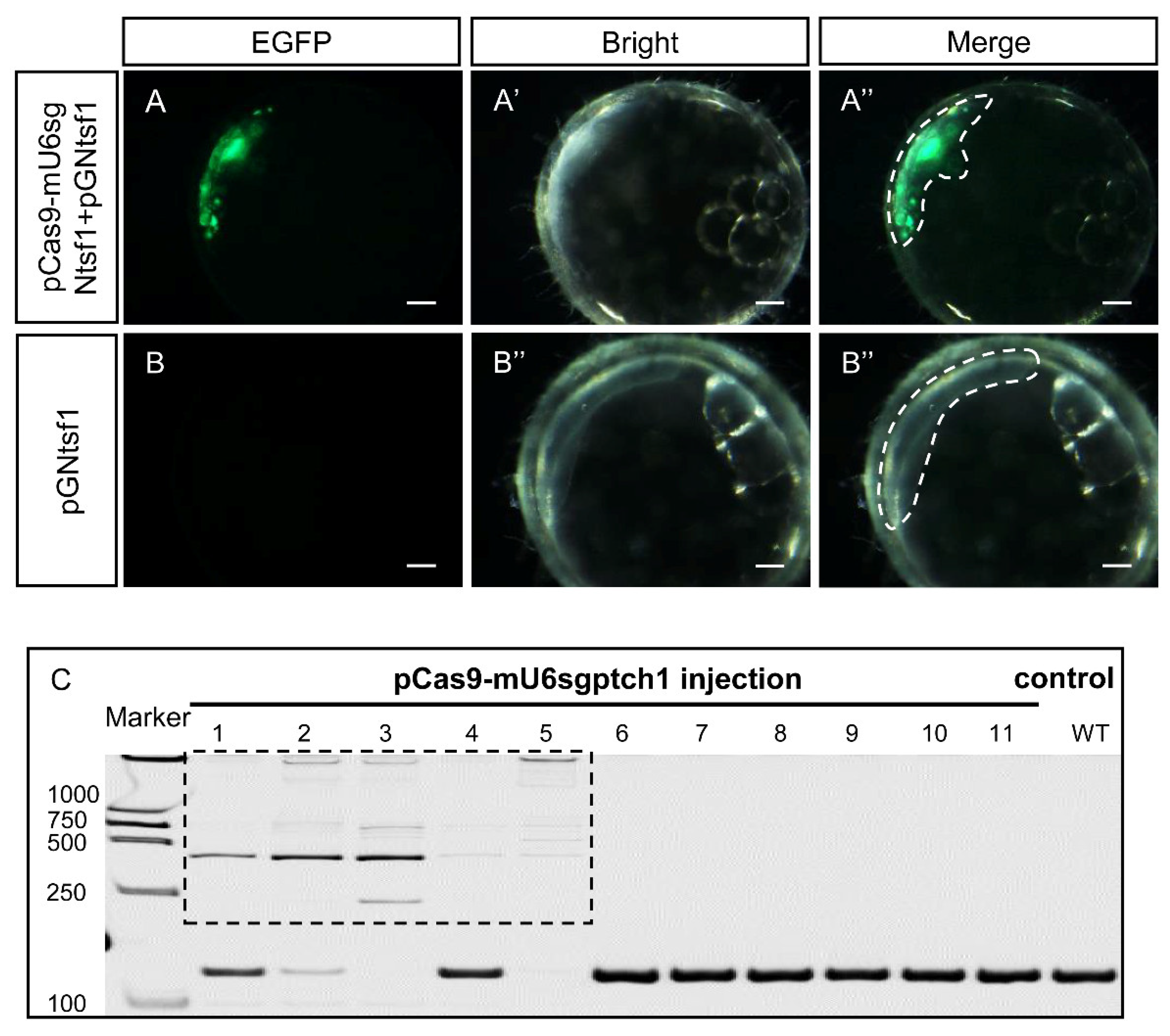 Biology 12 00336 g005 Biology 12 00336 g005