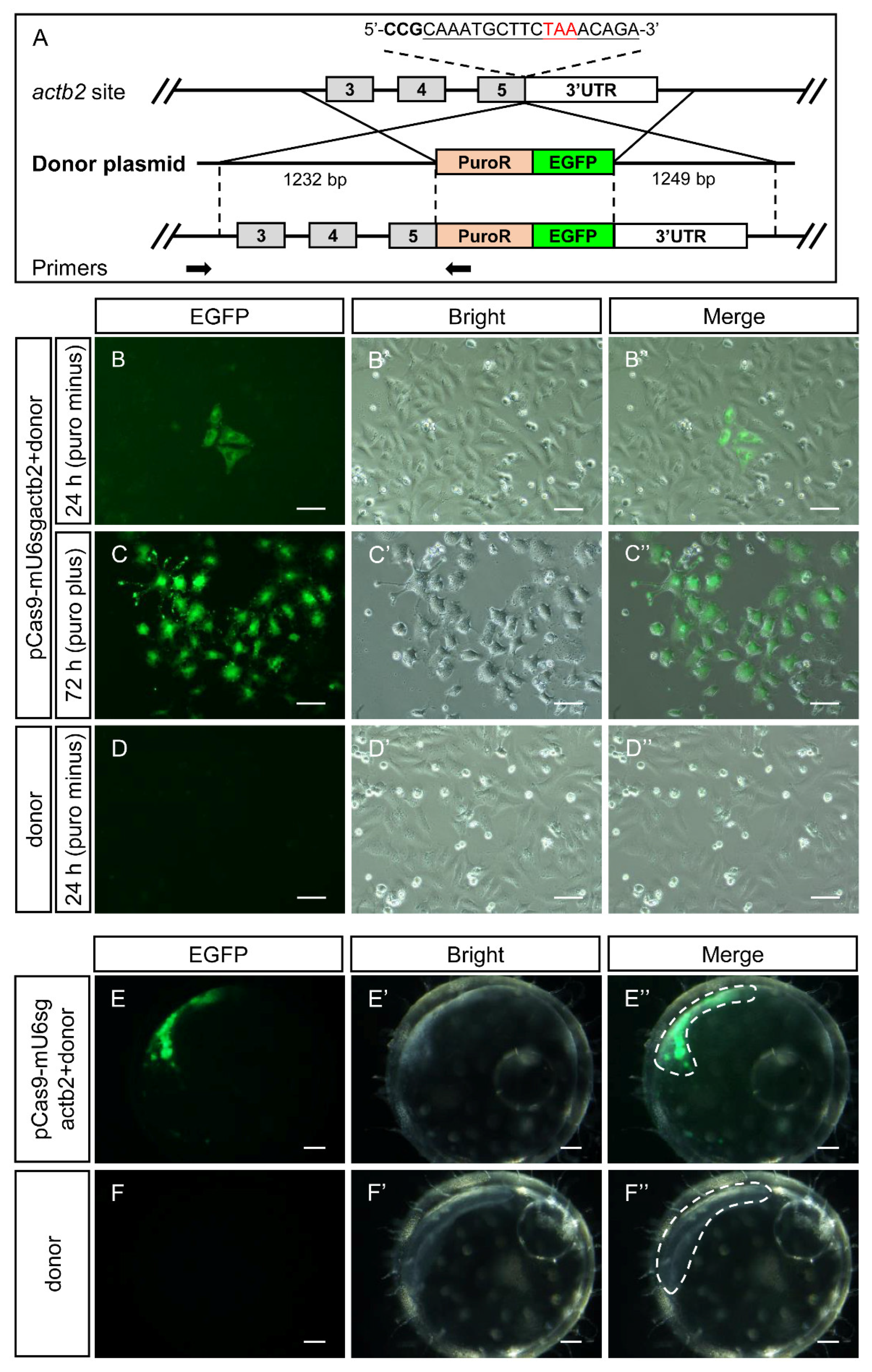Biology 12 00336 g006 Biology 12 00336 g006