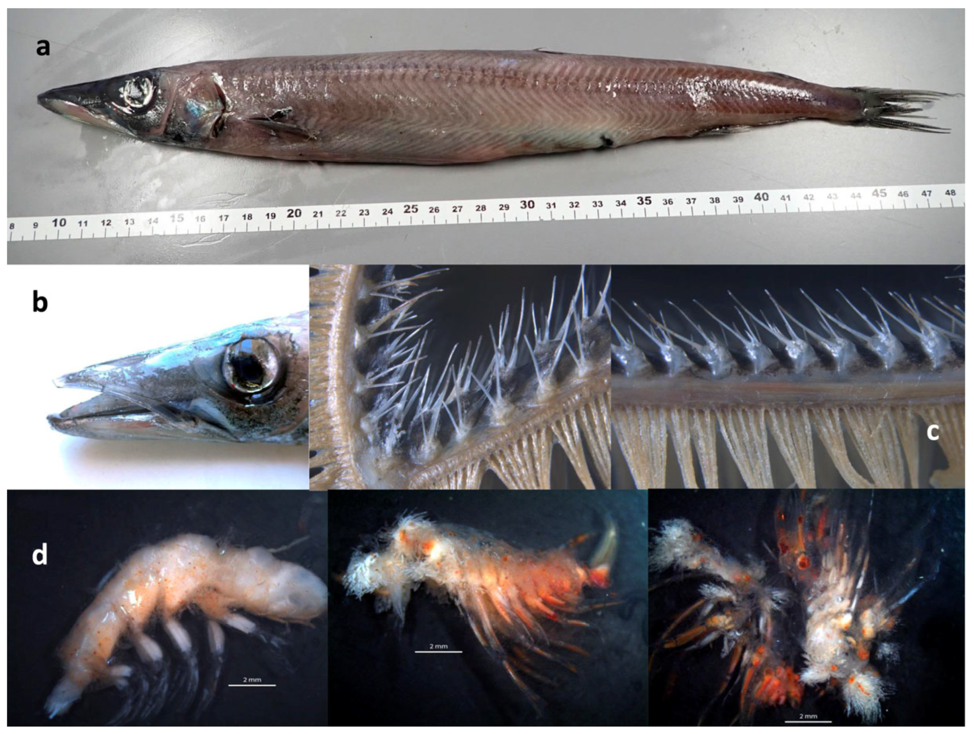 Biology 12 00349 g001 Biology 12 00349 g001