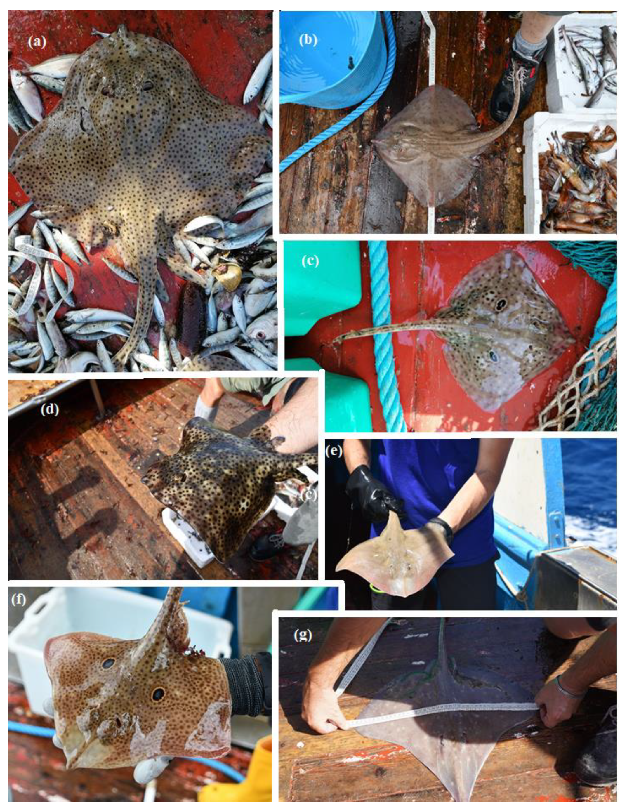 Biology 12 00363 g002 Biology 12 00363 g002