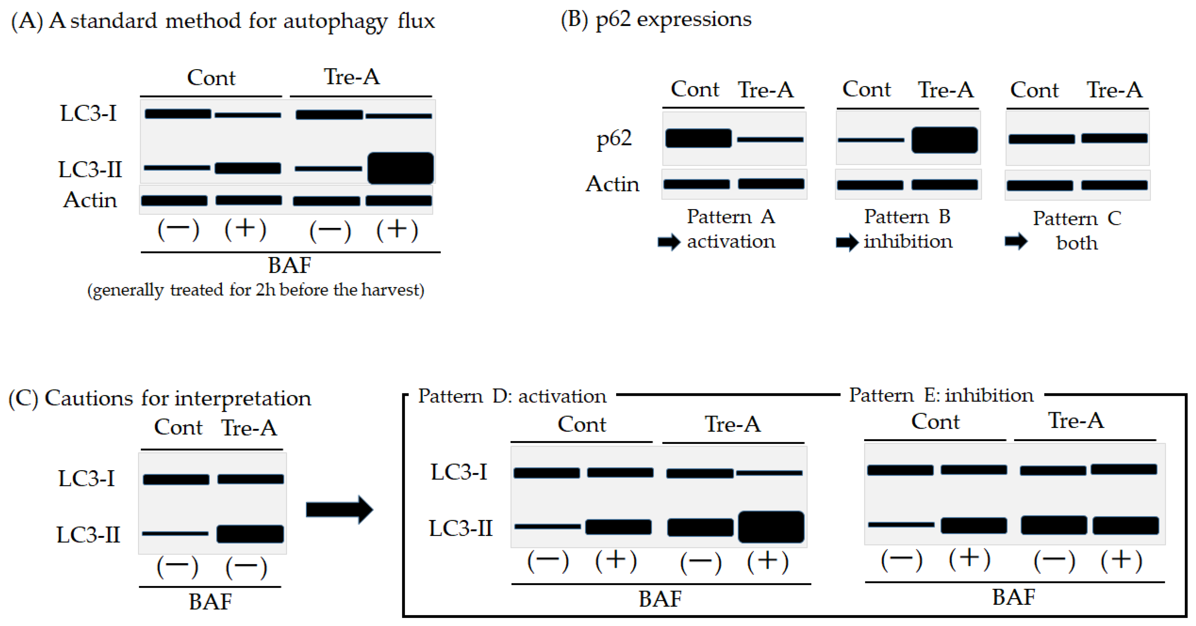 Biology 12 00373 g002 Biology 12 00373 g002