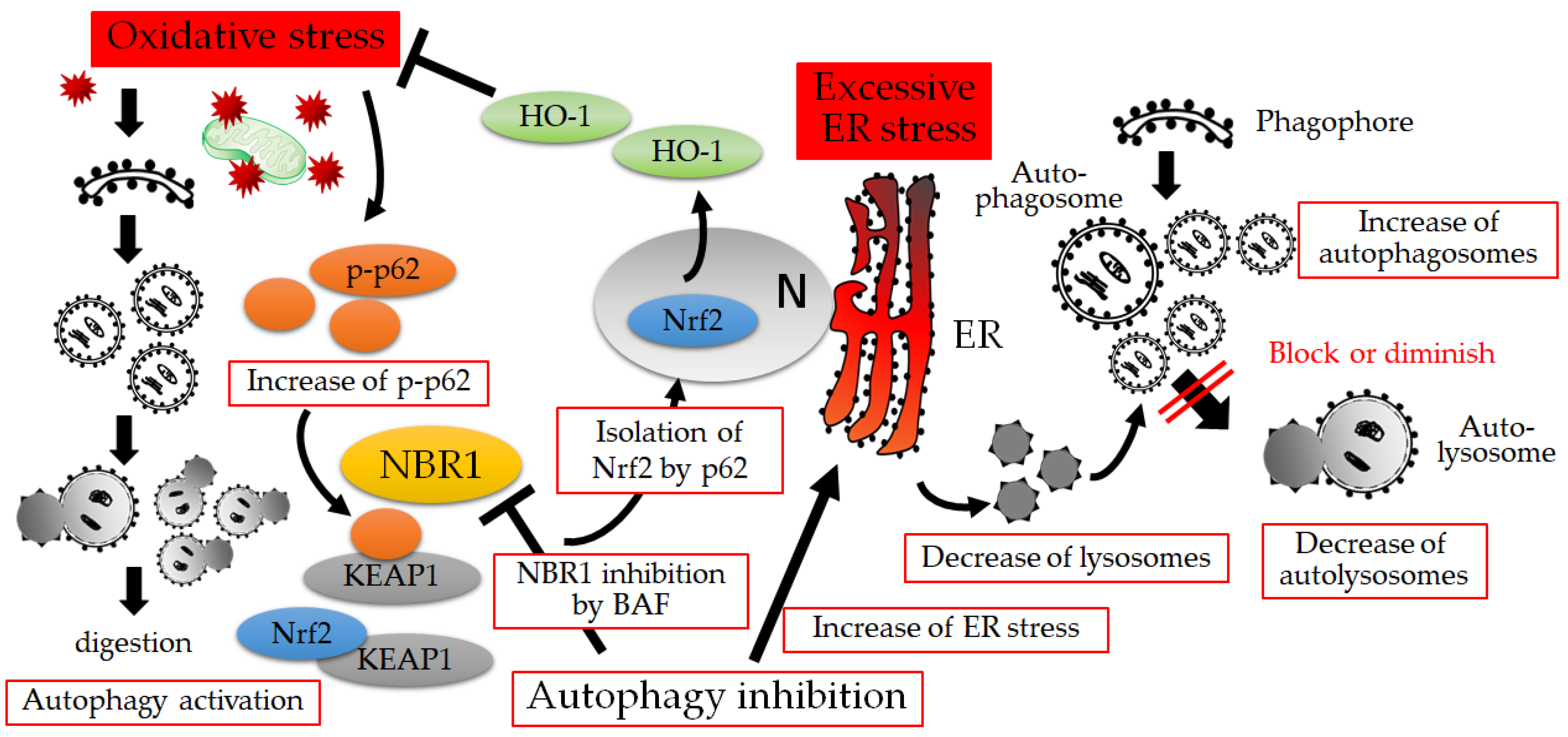 Biology 12 00373 g004 Biology 12 00373 g004