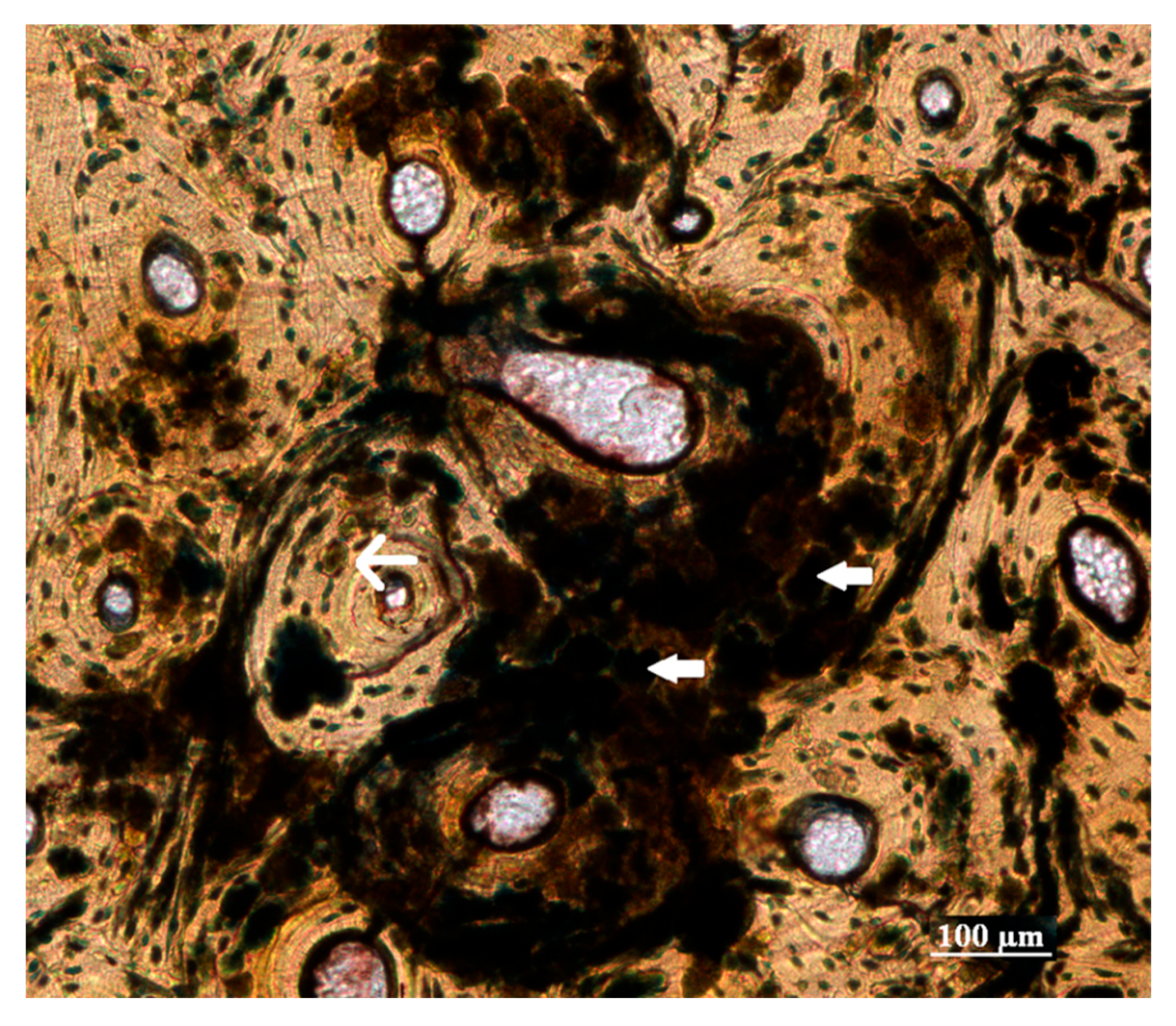 Biology 12 00378 g006