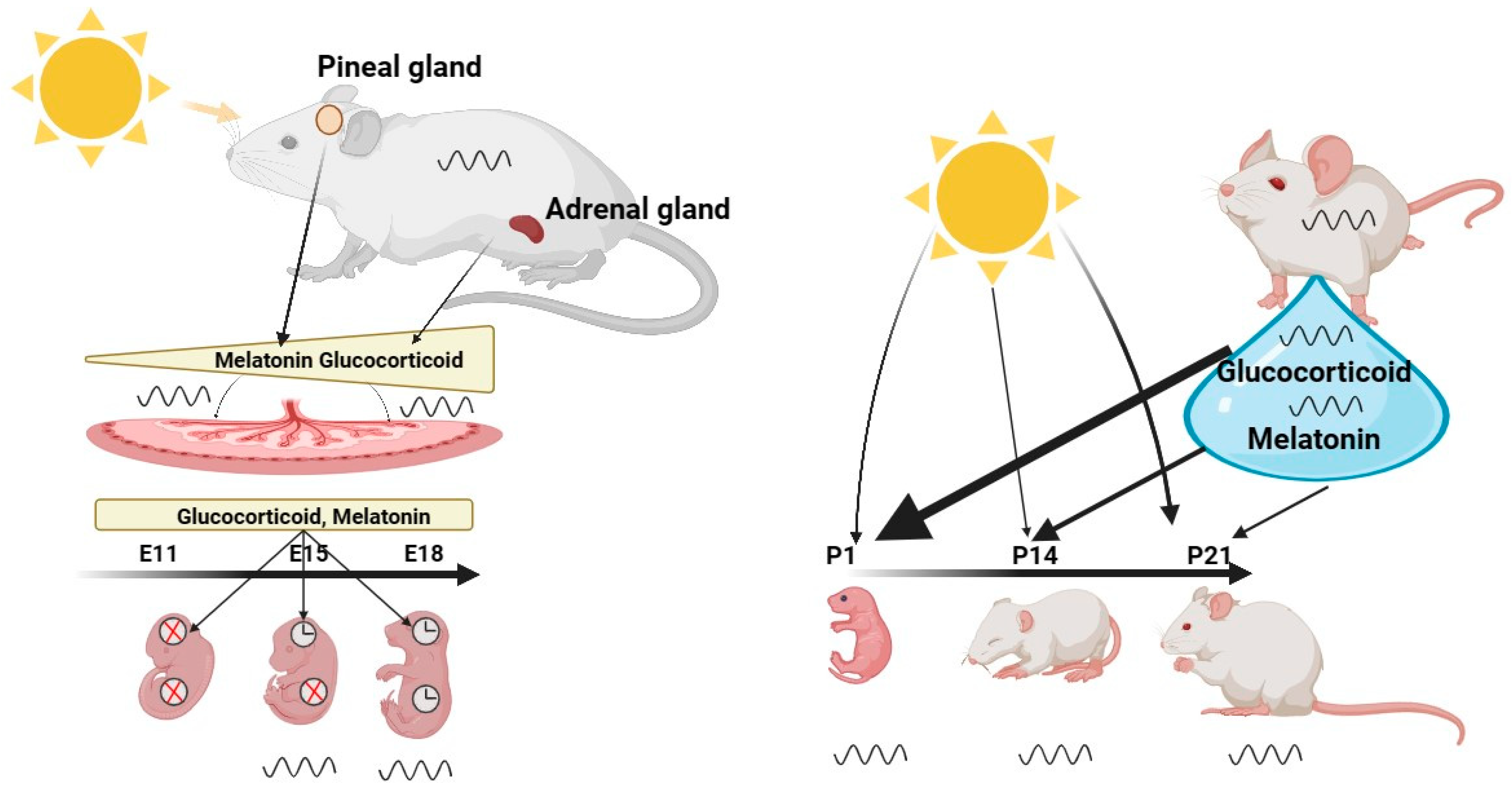 The hamster life cycle: Stages from birth to old age