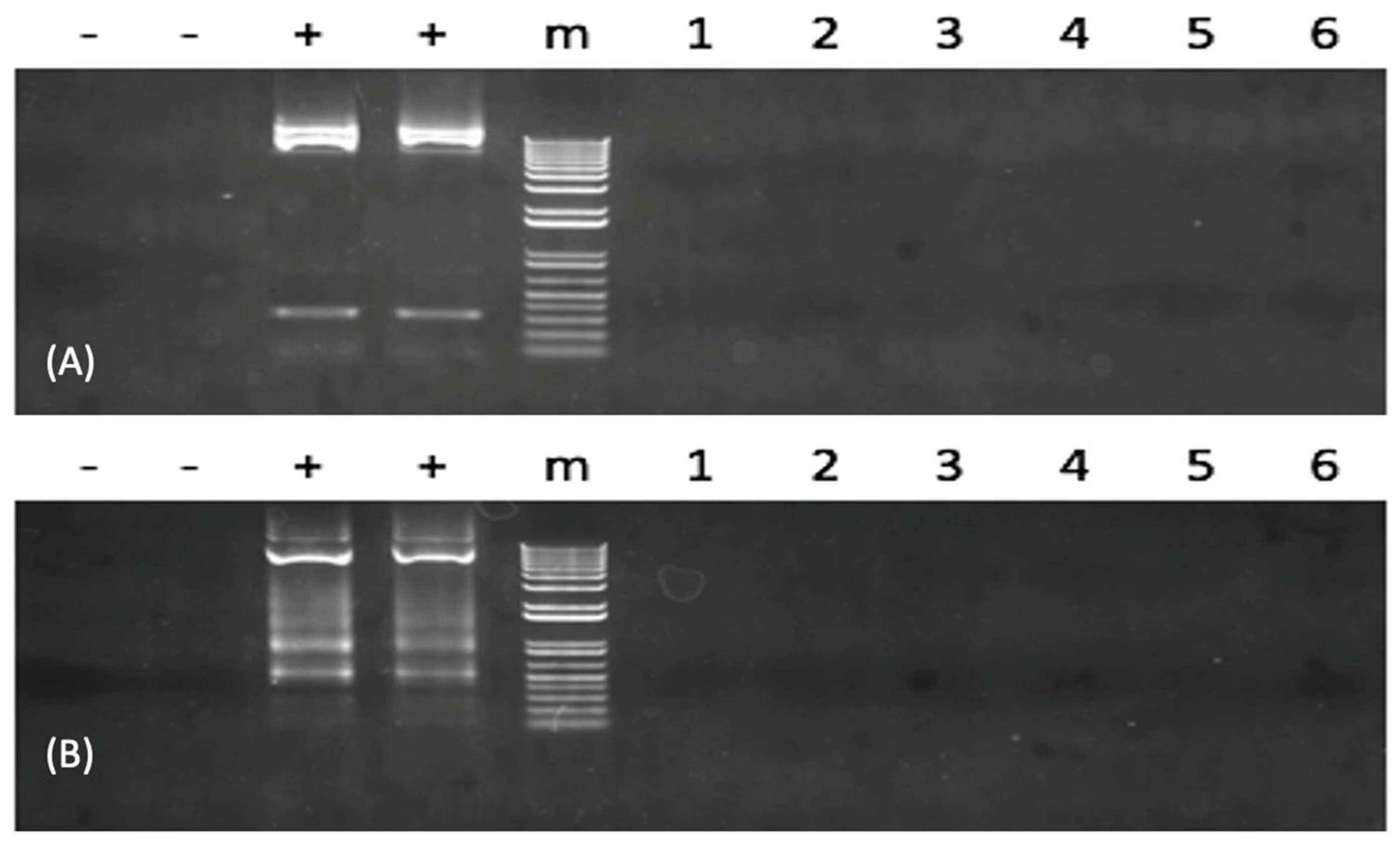 Biology 12 00392 g003