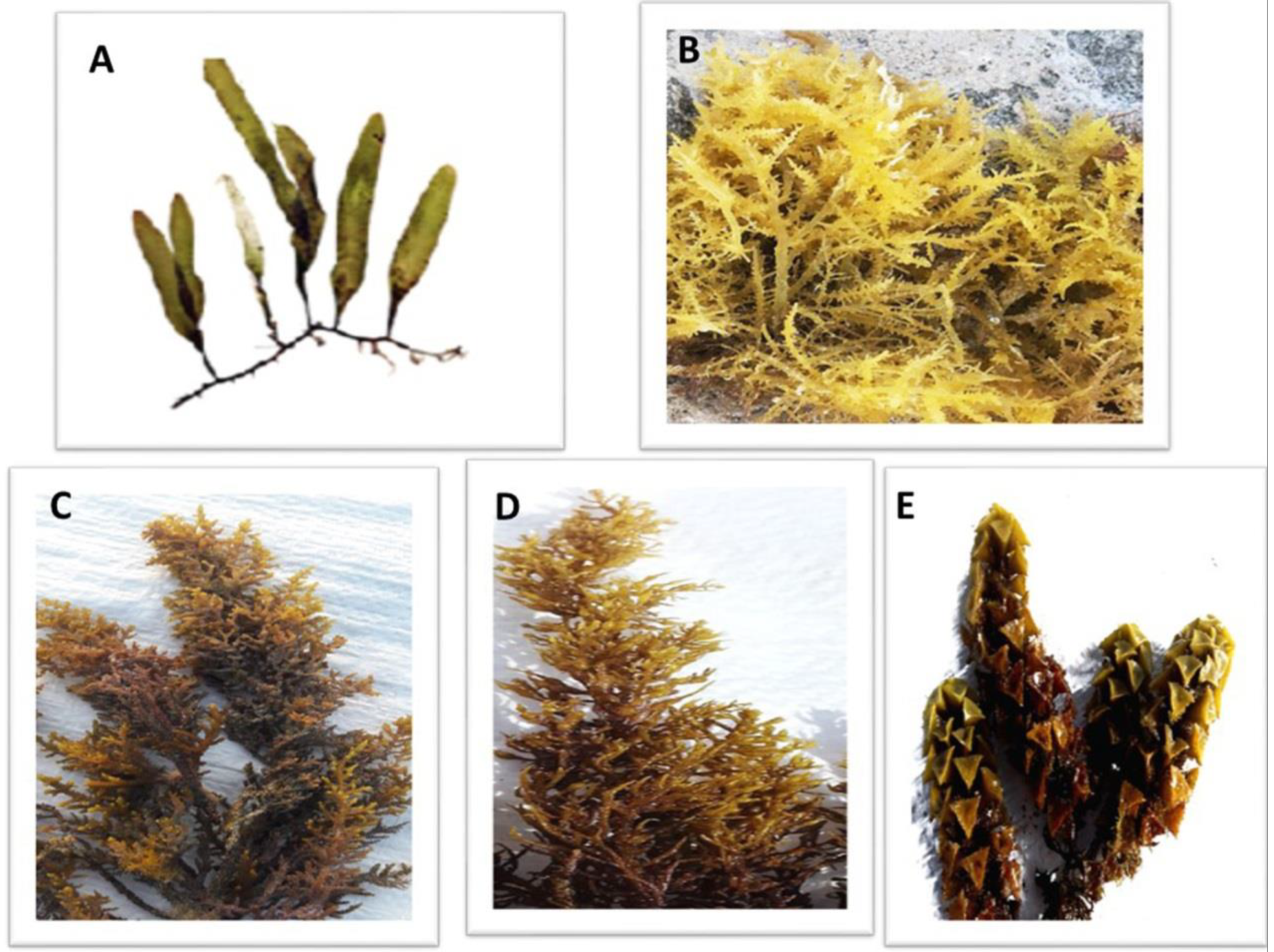 Biology 12 00411 g002 Biology 12 00411 g002