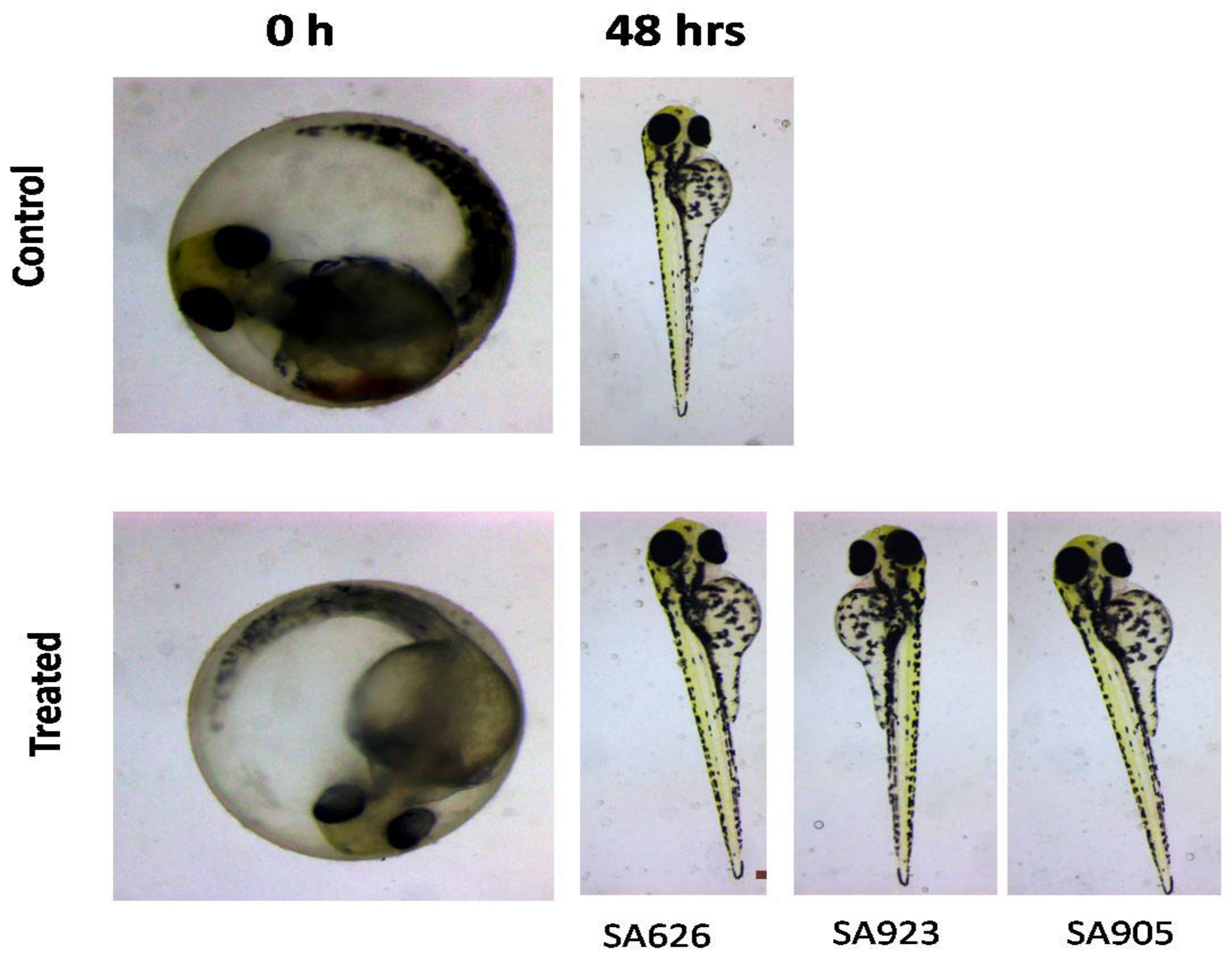 Biology 12 00412 g006 Biology 12 00412 g006