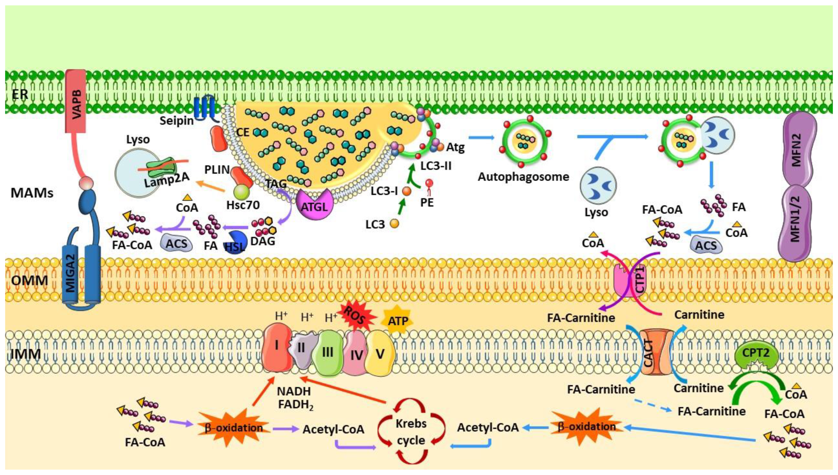 Biology 12 00414 g002 Biology 12 00414 g002