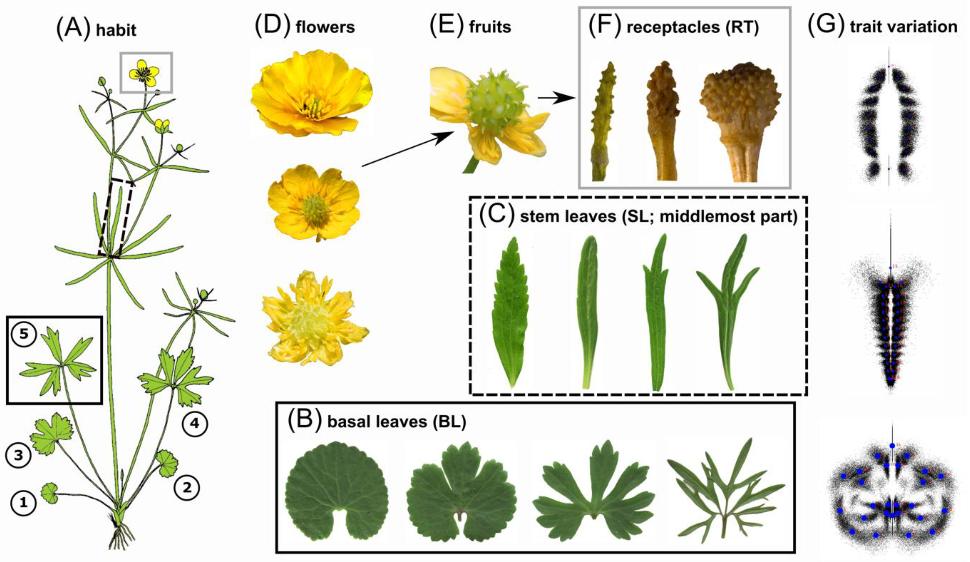 The global biogeography of tree leaf form and habit