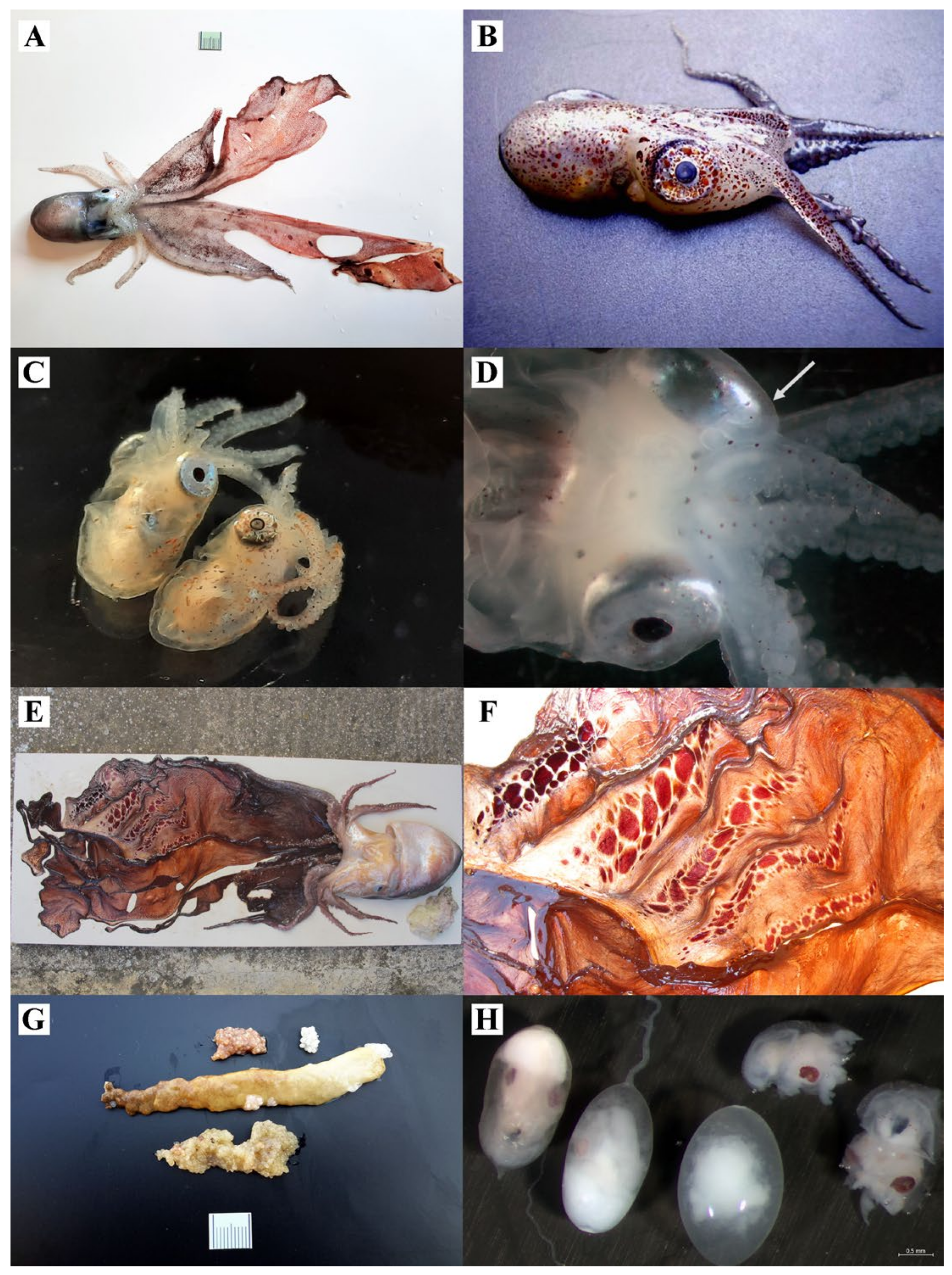 Biology 12 00420 g004 Biology 12 00420 g004