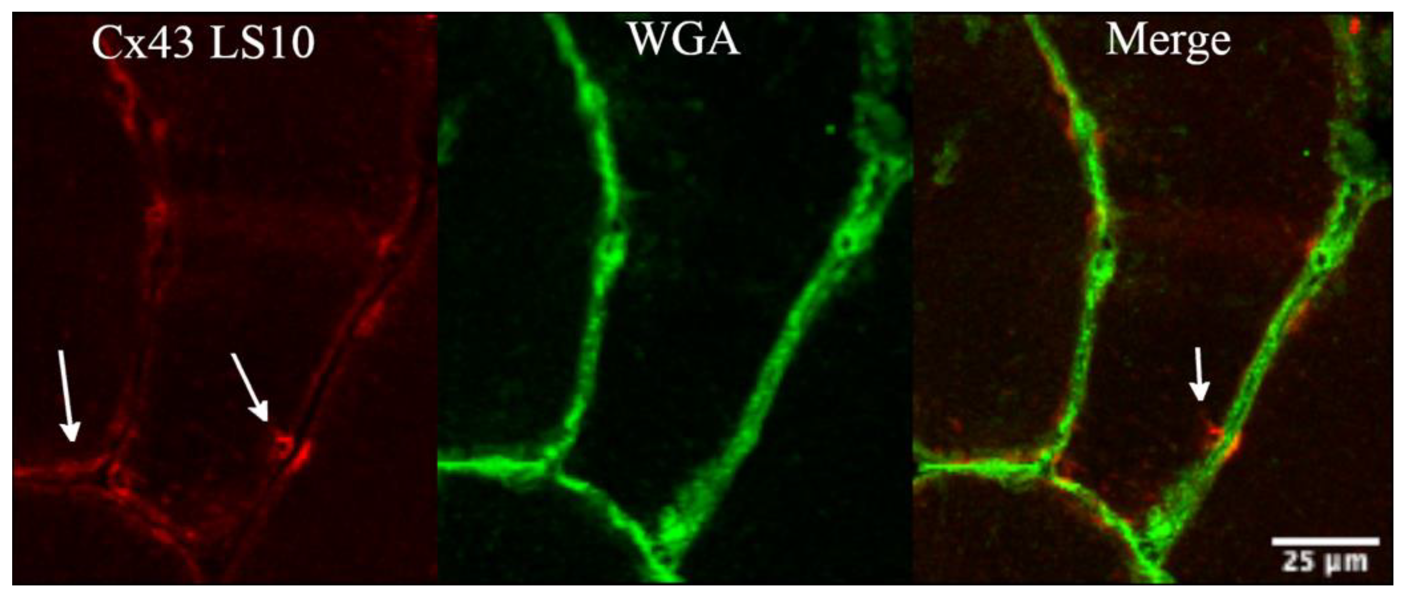 Biology 12 00431 g003 Biology 12 00431 g003