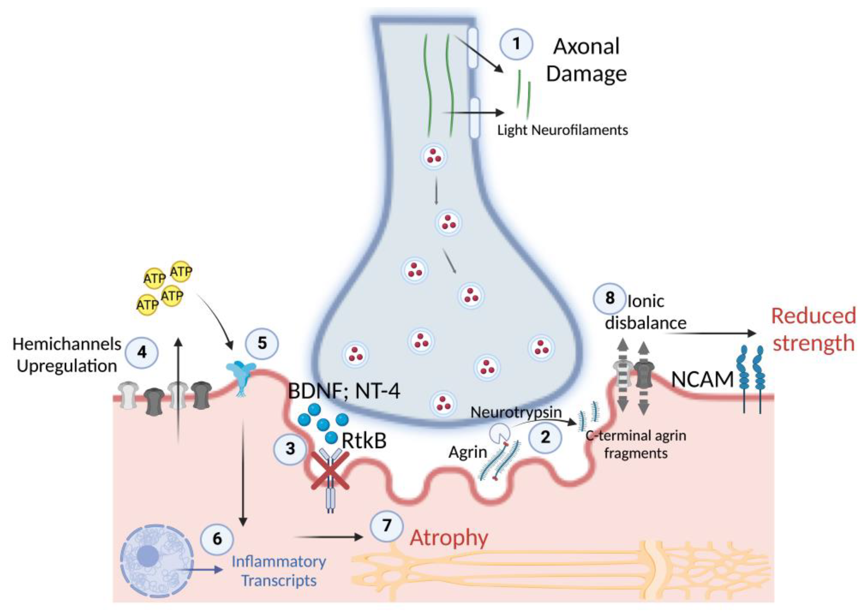 Biology 12 00431 g010 Biology 12 00431 g010