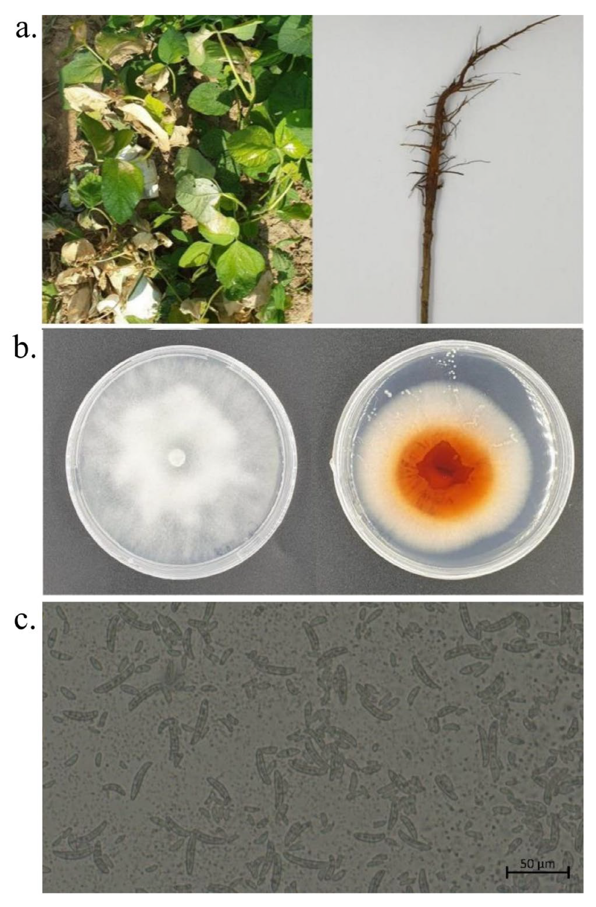 Biology 12 00439 g006 Biology 12 00439 g006