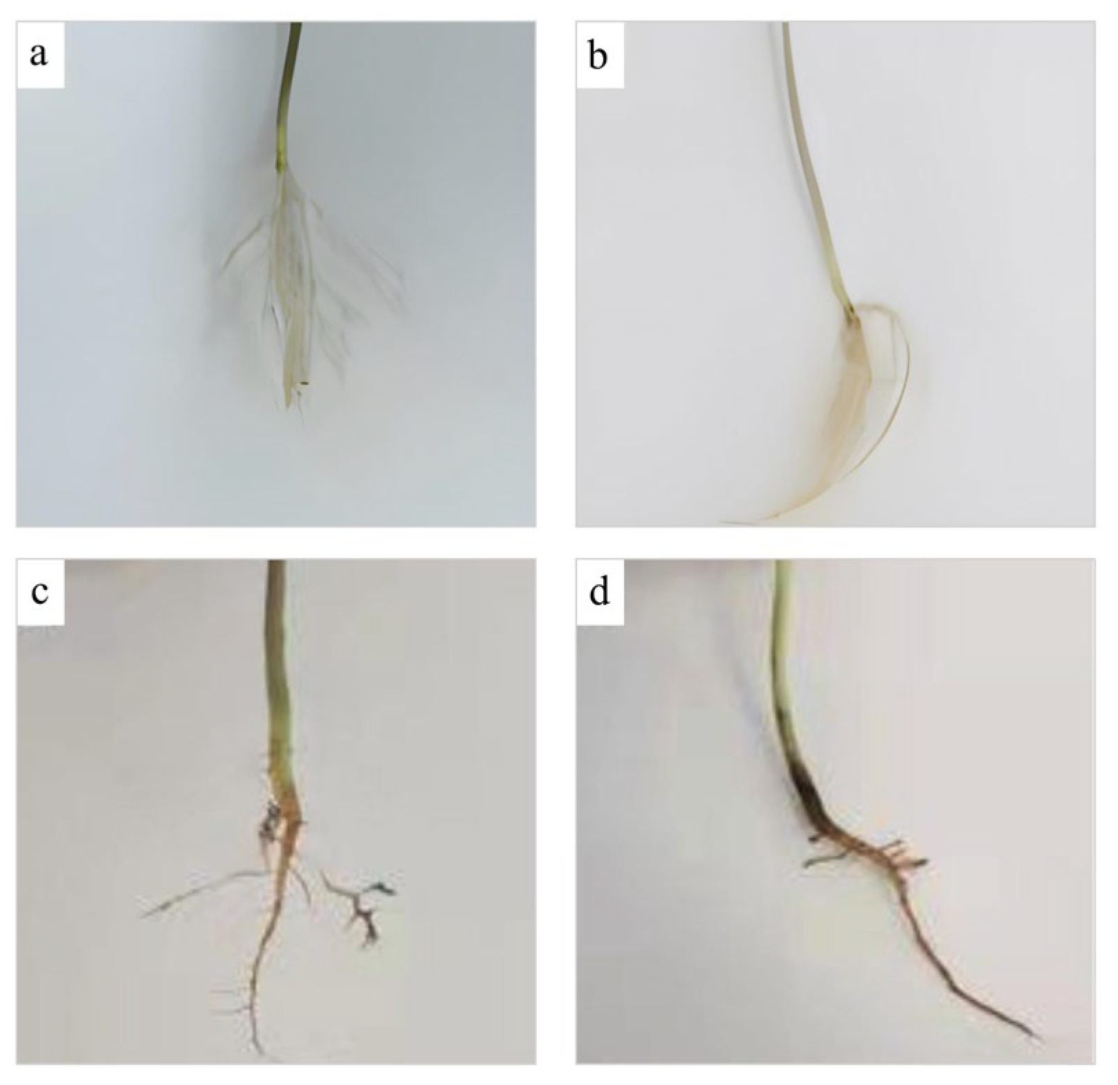 Biology 12 00439 g007 Biology 12 00439 g007