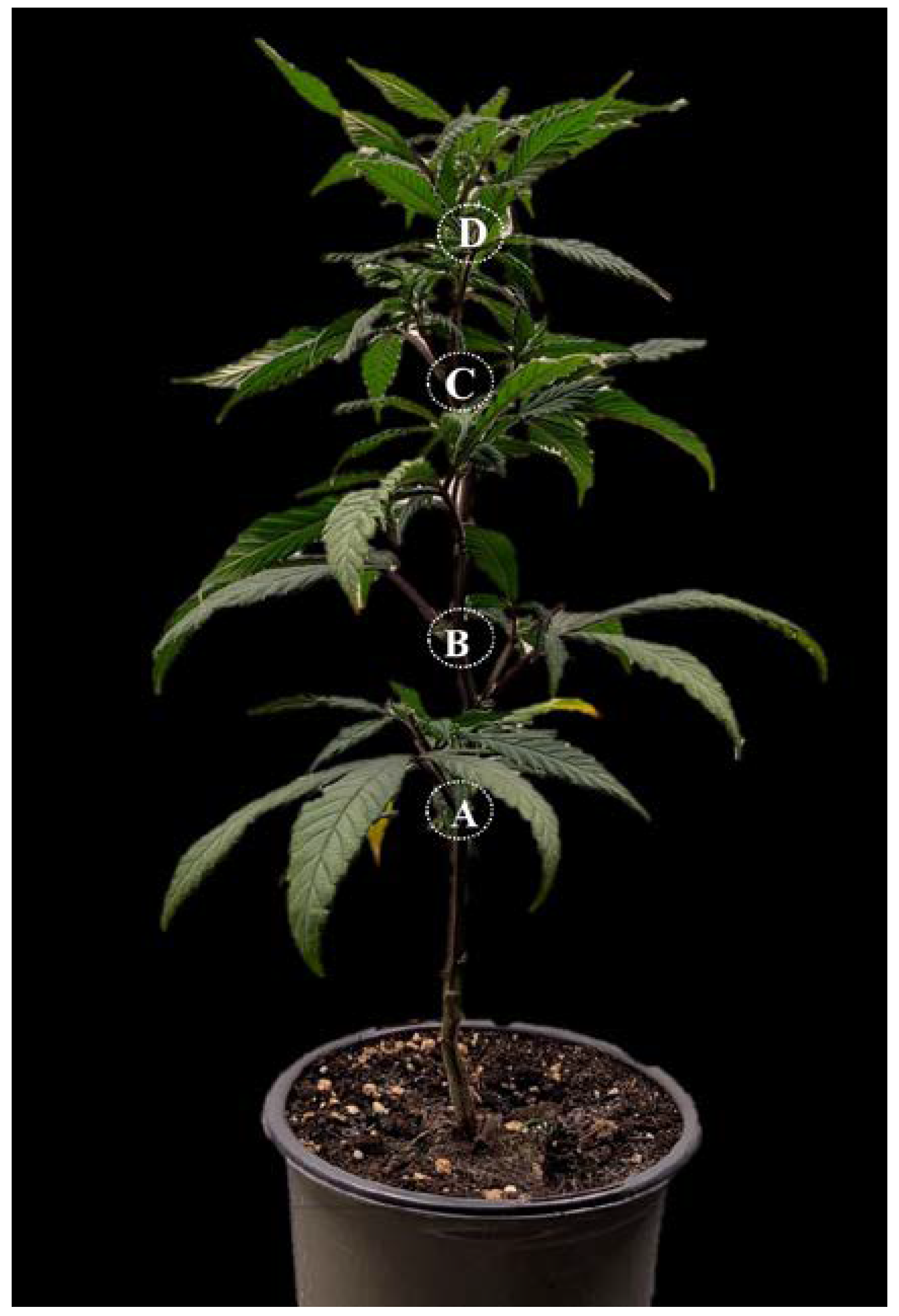 Biology 12 00443 g001 Biology 12 00443 g001