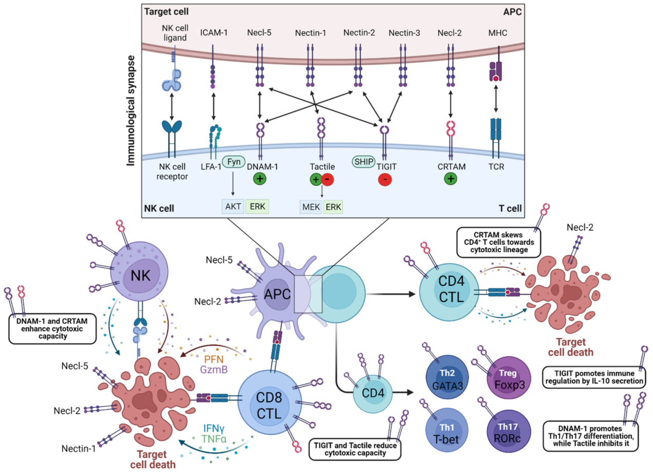 Amazon.com: Cellular and Molecular Immunology: 9780323757485