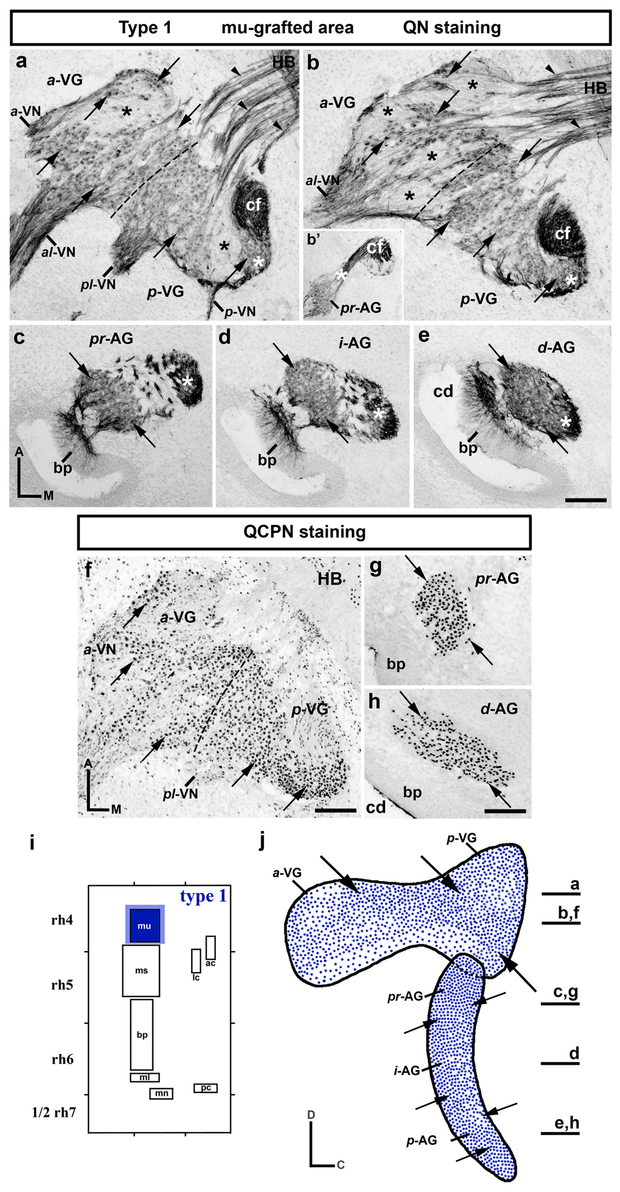 Biology 12 00453 g001 Biology 12 00453 g001
