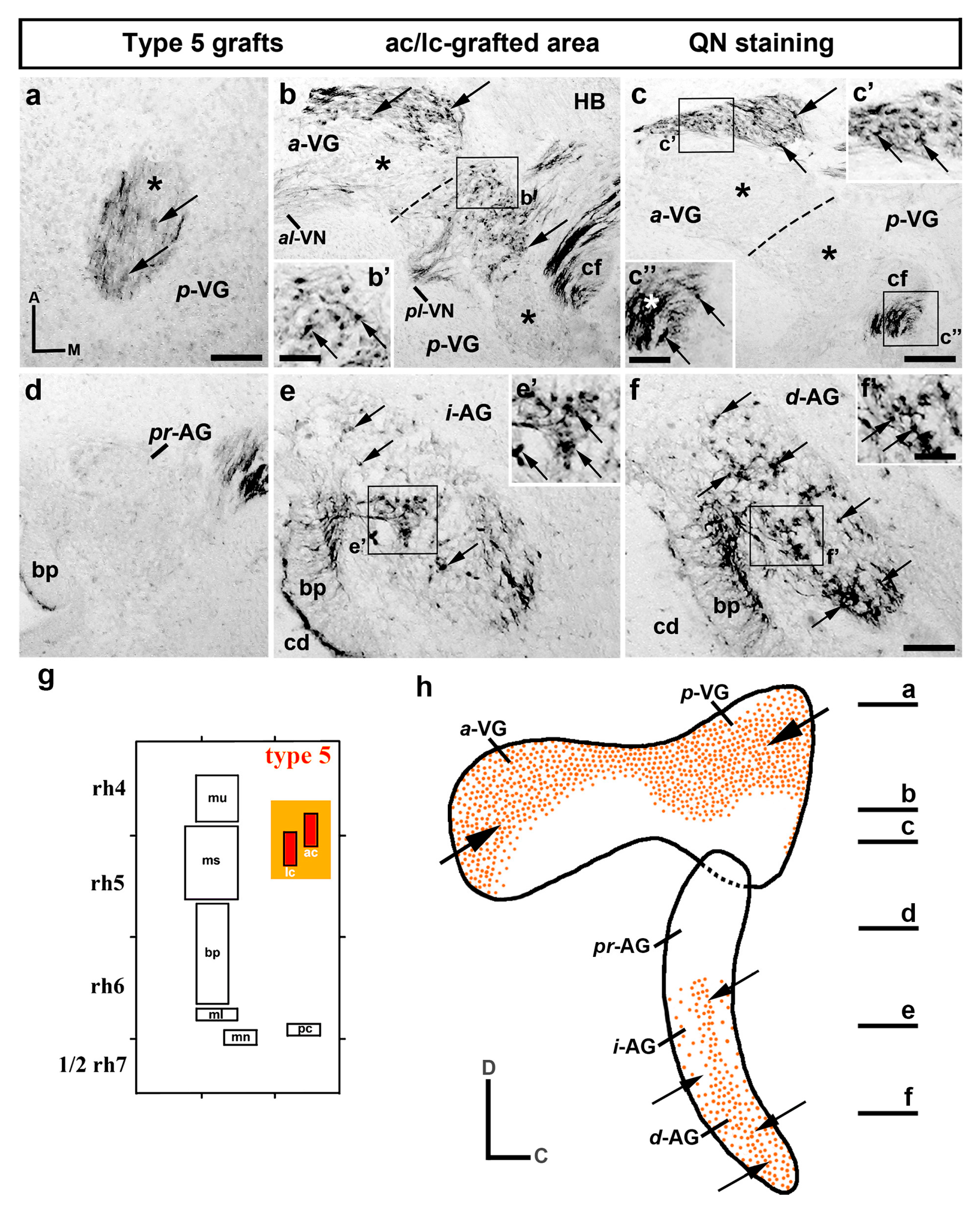 Biology 12 00453 g005 Biology 12 00453 g005