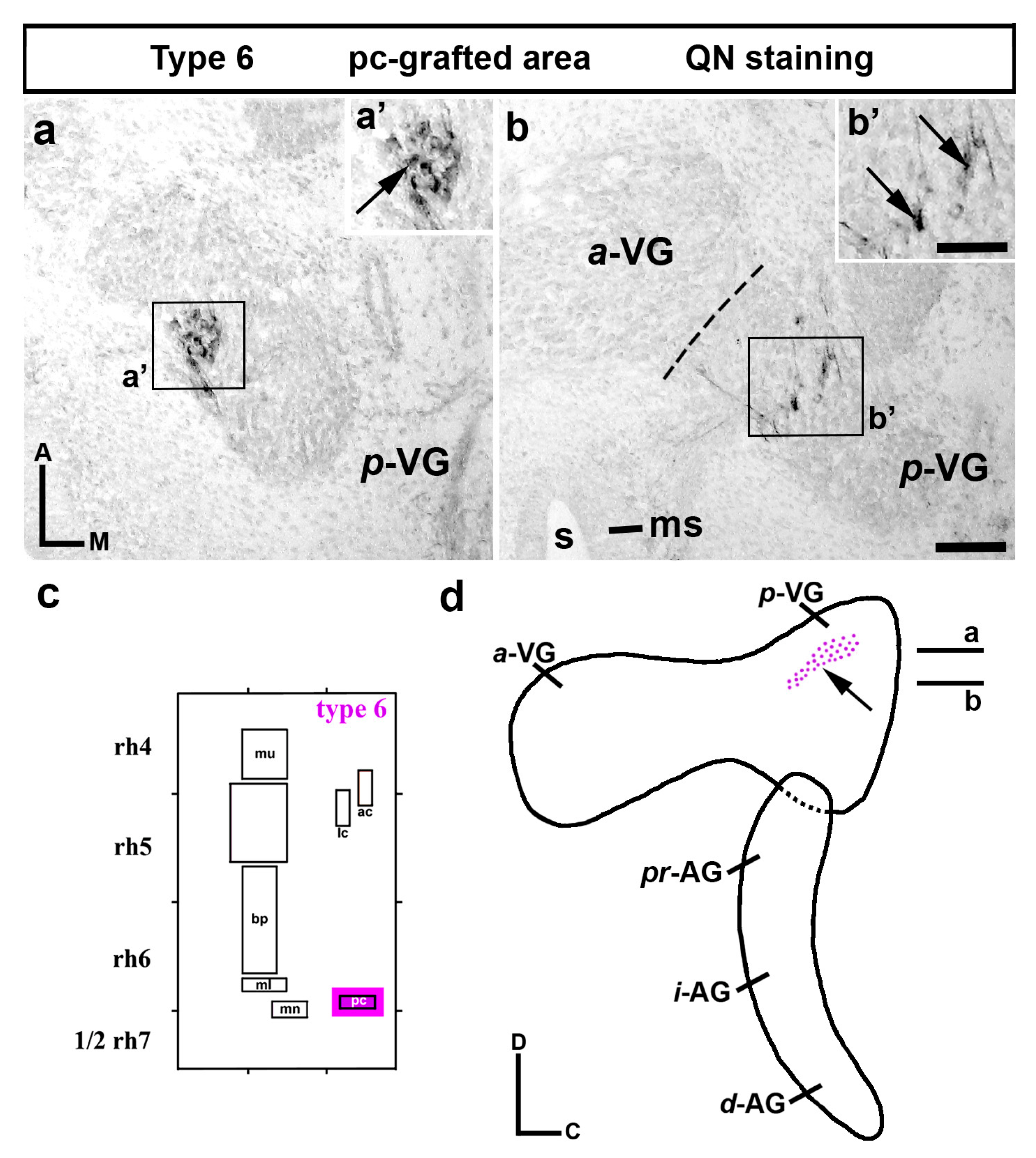 Biology 12 00453 g006 Biology 12 00453 g006