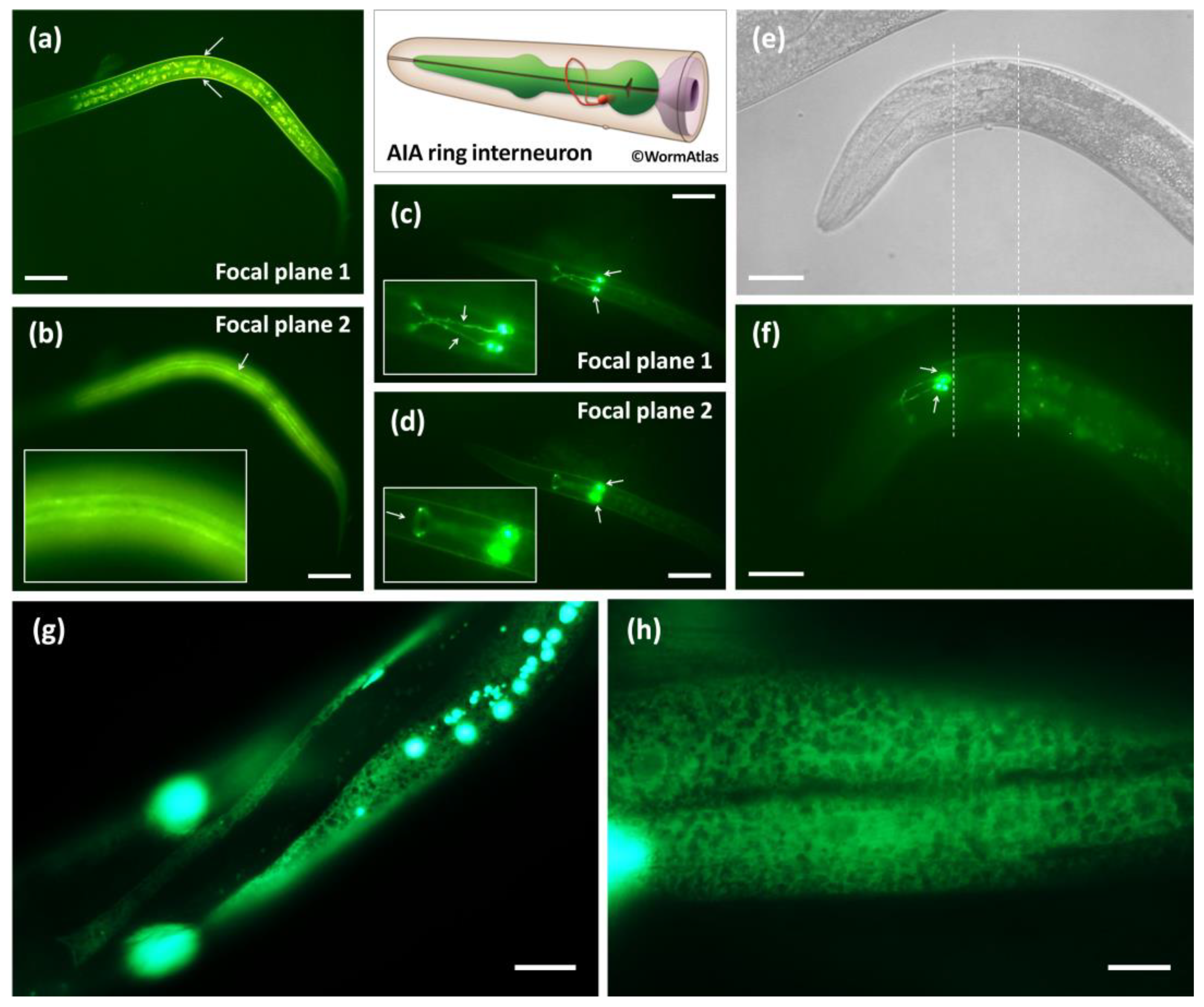 Biology 12 00464 g002 Biology 12 00464 g002