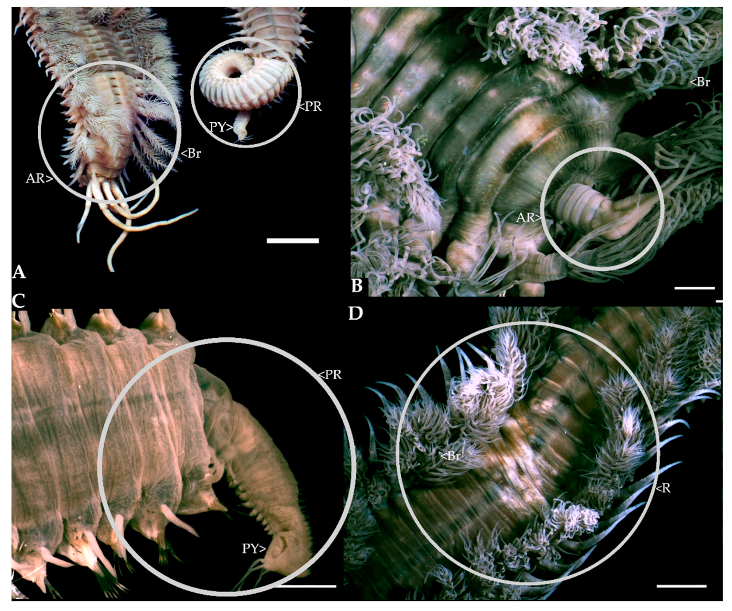 Biology 12 00483 g003