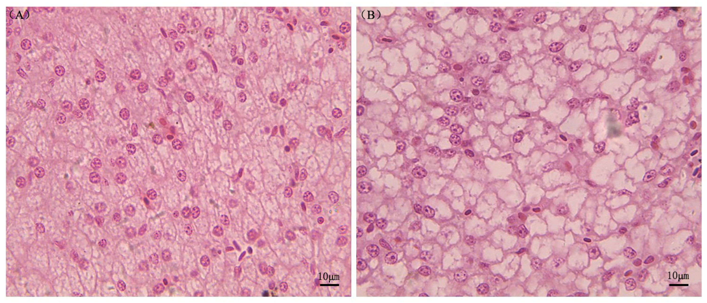 Biology 12 00490 g001