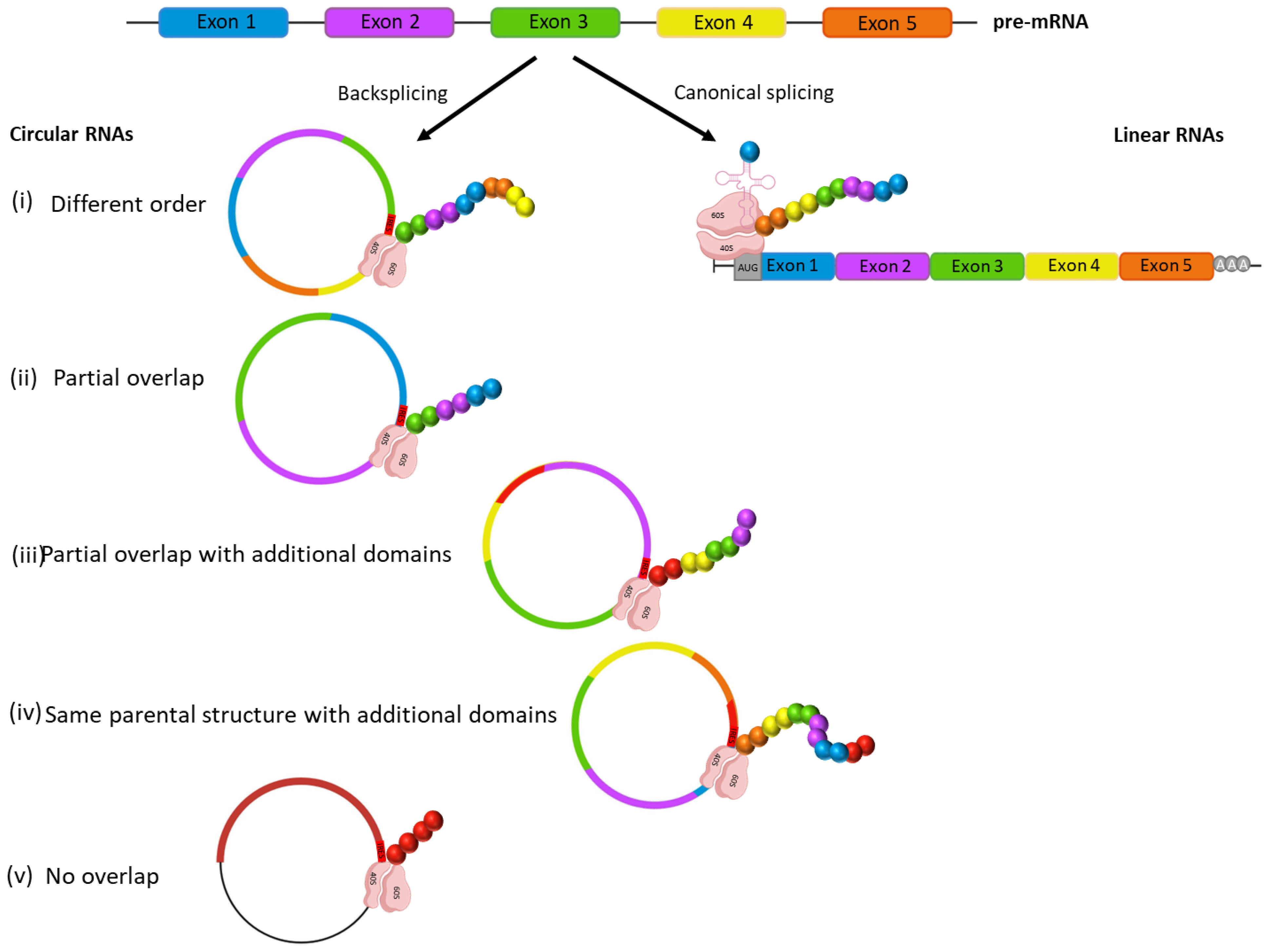 Biology Free FullText Circular RNAs Could Encode Unique Proteins