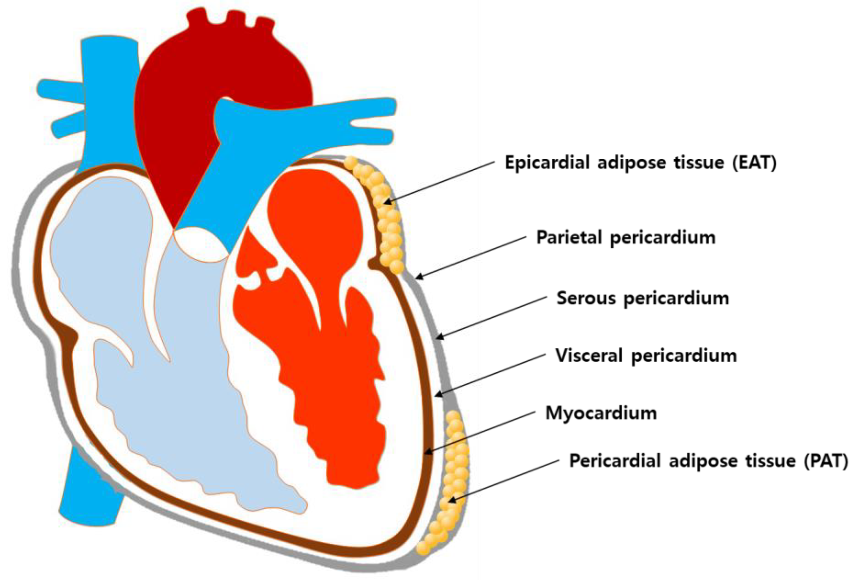 Frontiers  Deleterious Effects of Epicardial Adipose Tissue