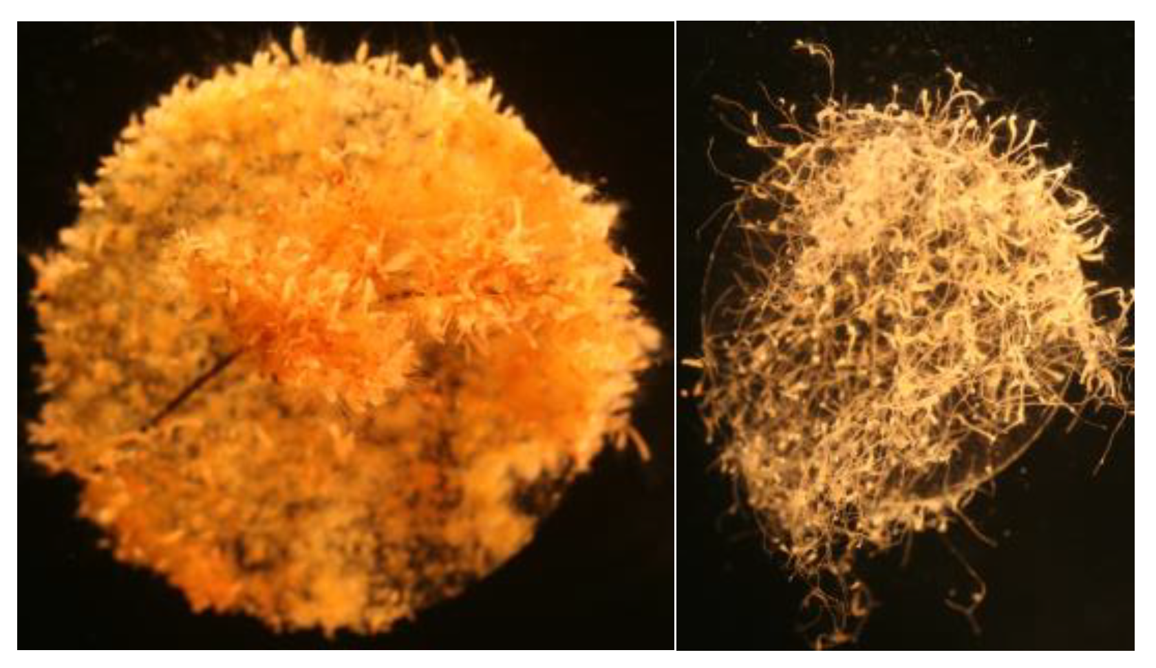 Biology 12 00502 g002 Biology 12 00502 g002