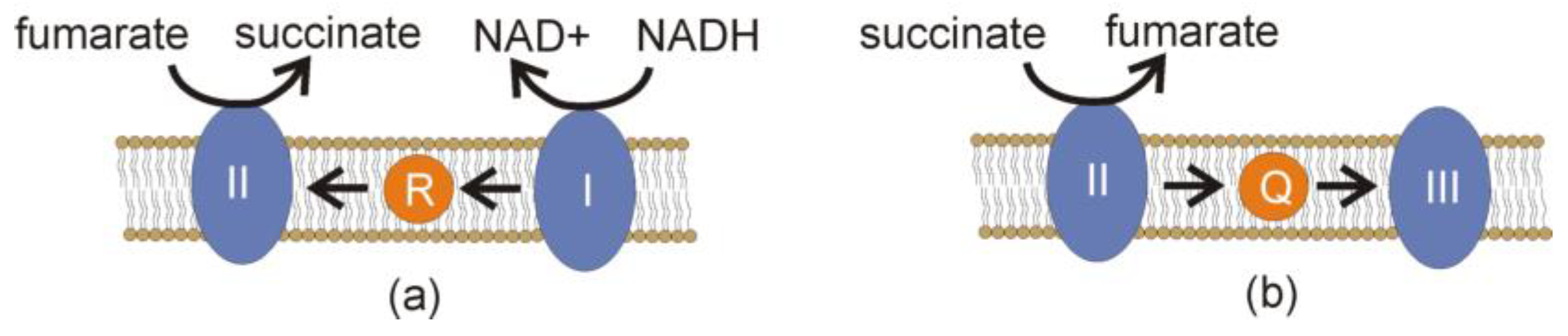 Biology 12 00502 g004 Biology 12 00502 g004