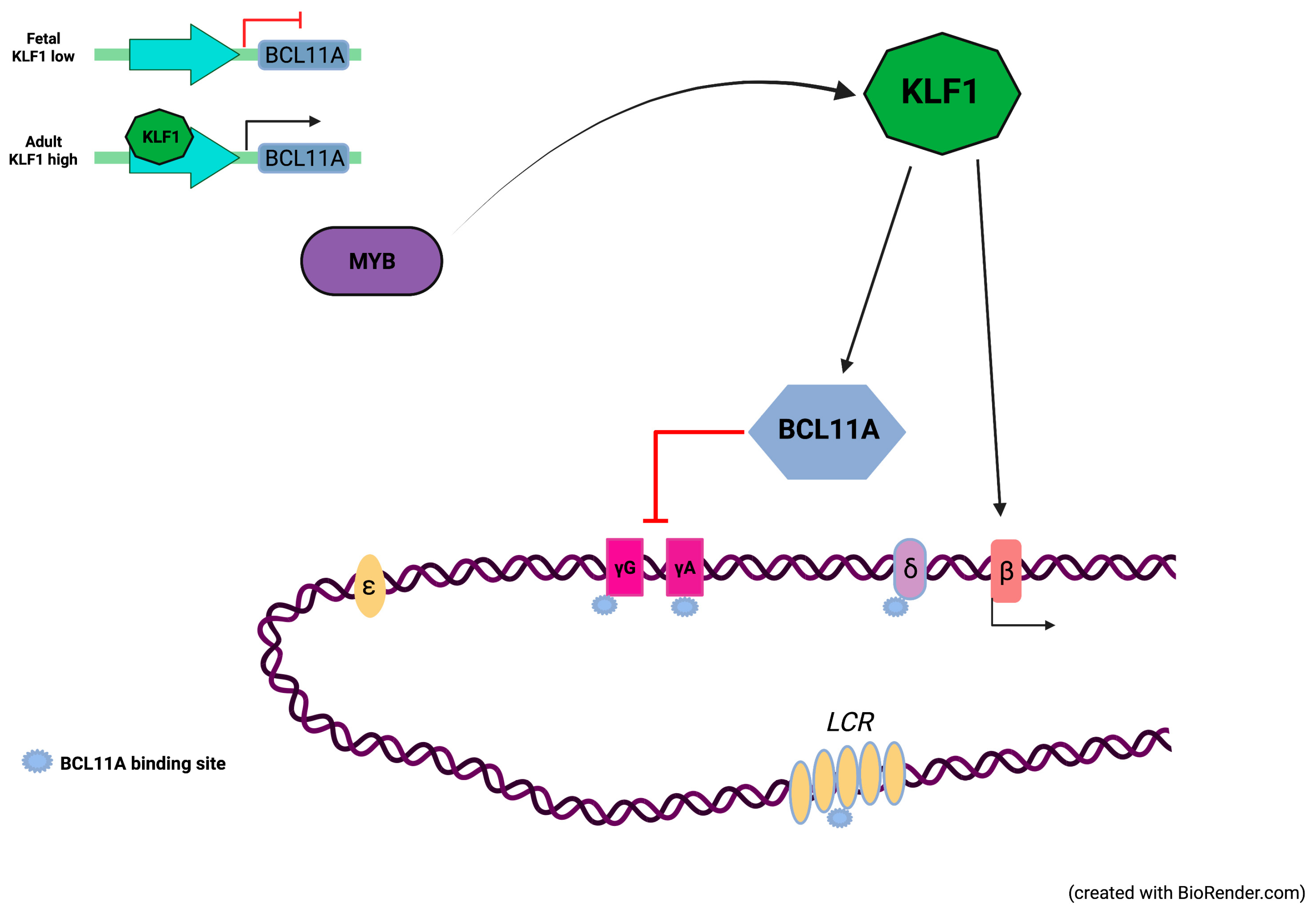Biology 12 00510 g001