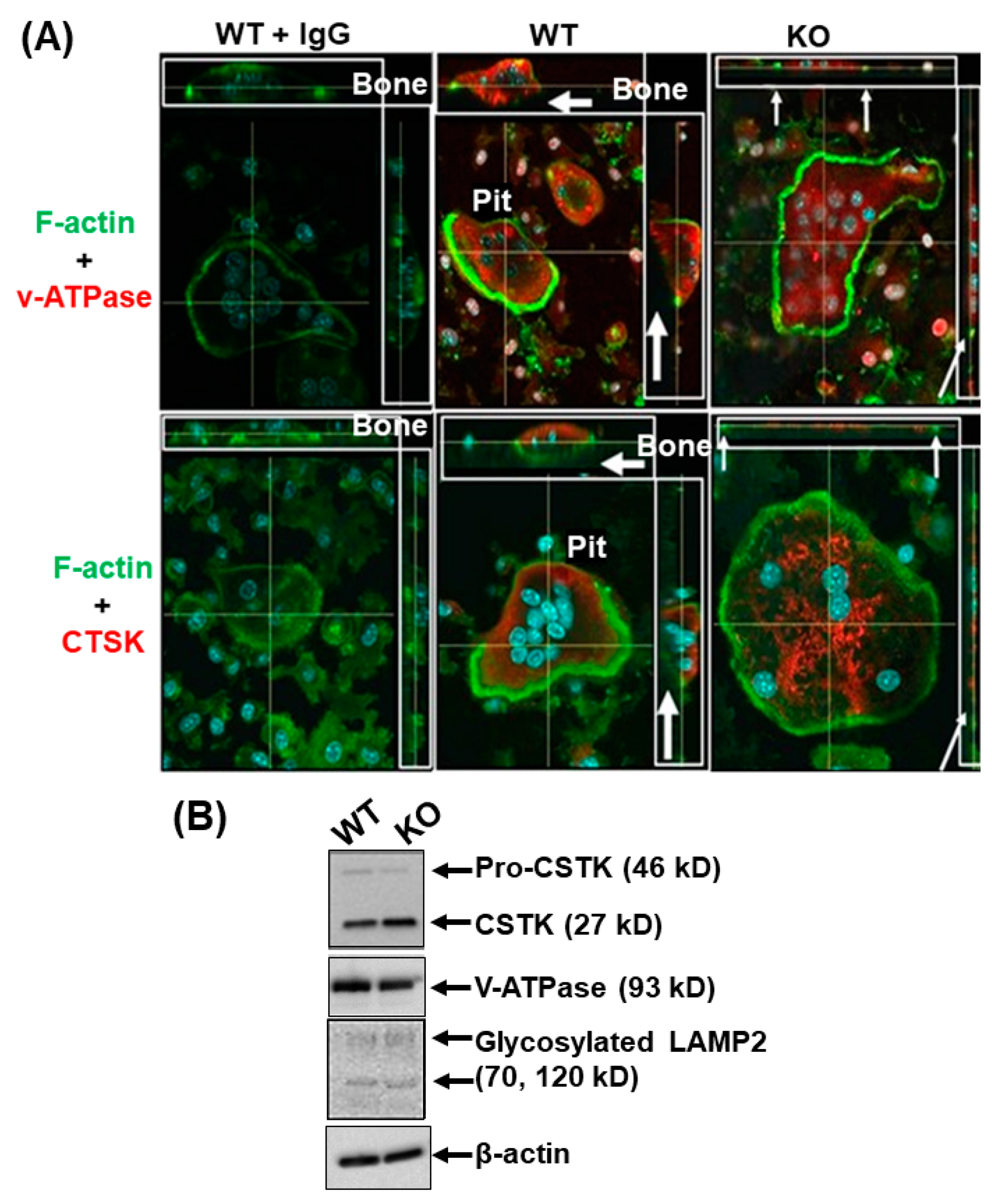 Biology 12 00511 g003