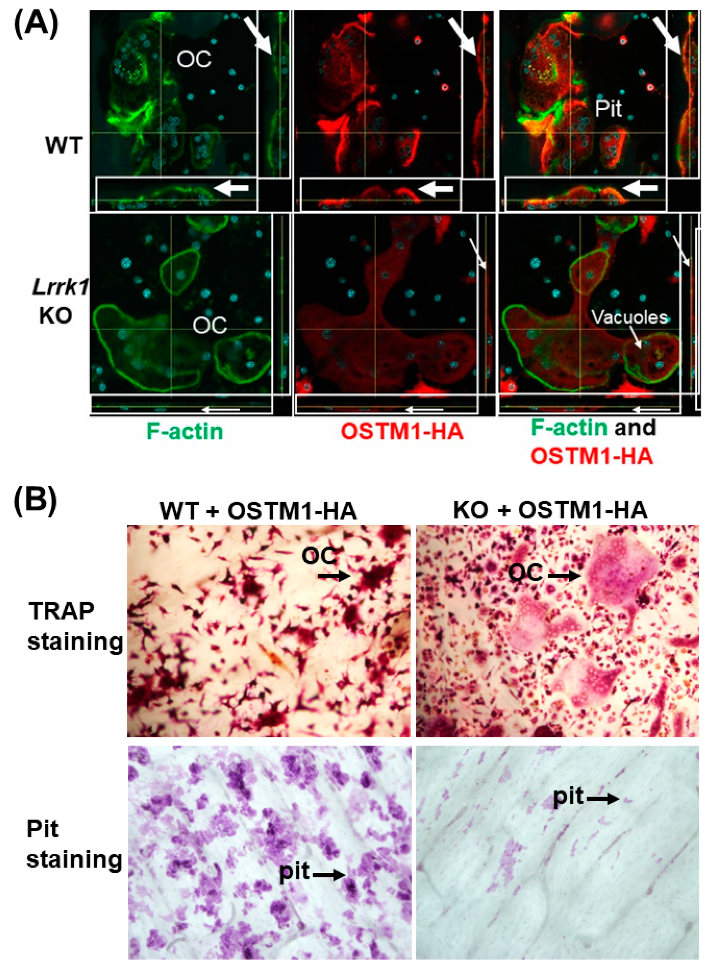 Biology 12 00511 g006