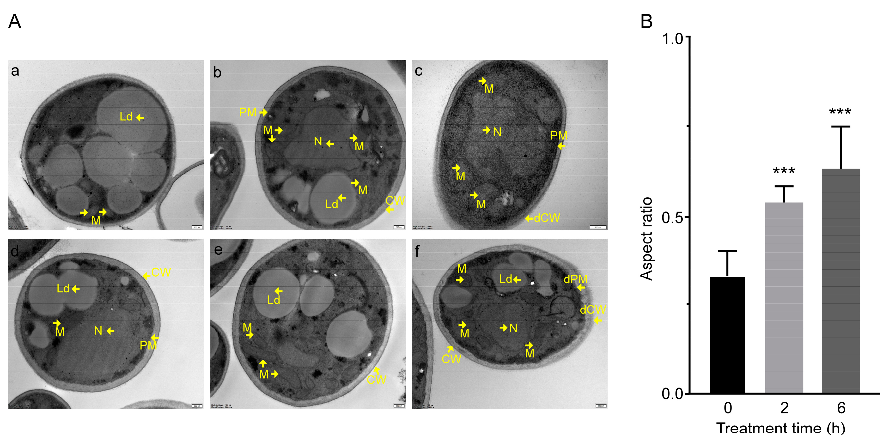 Biology | Free Full-Text | Transcriptome Analysis Reveals That C17 