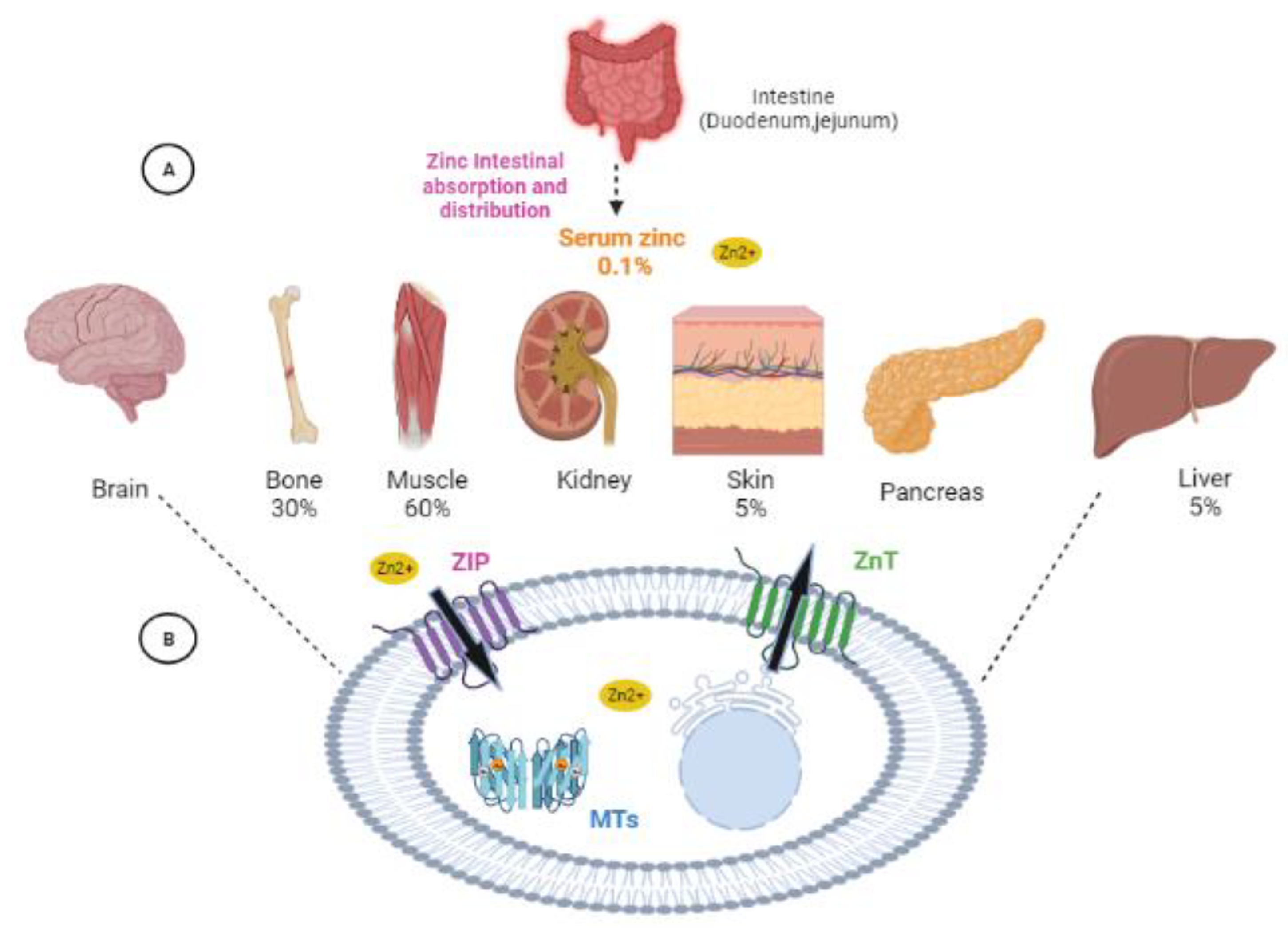 Biology 12 00514 g001 Biology 12 00514 g001