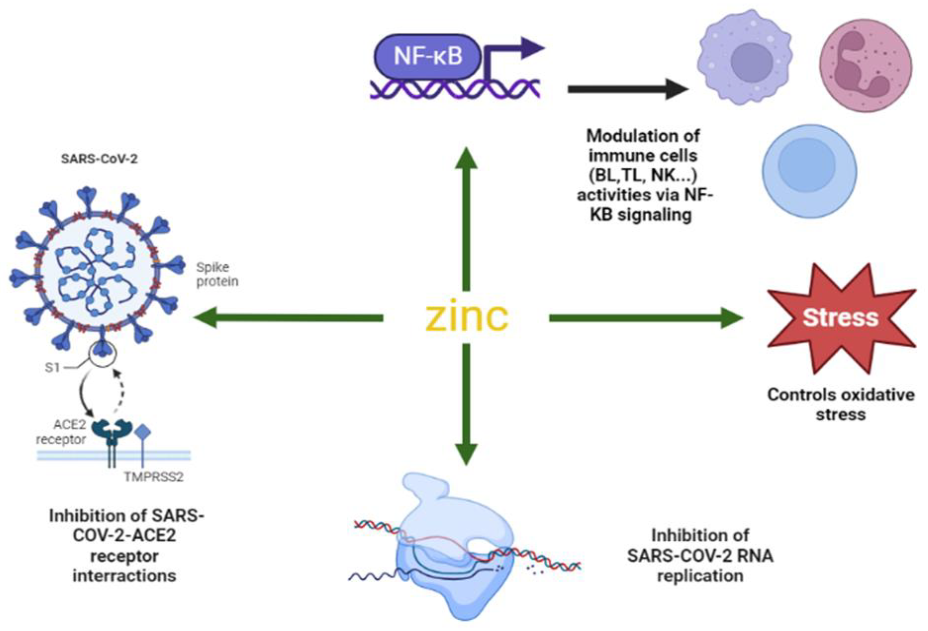 Biology 12 00514 g002 Biology 12 00514 g002