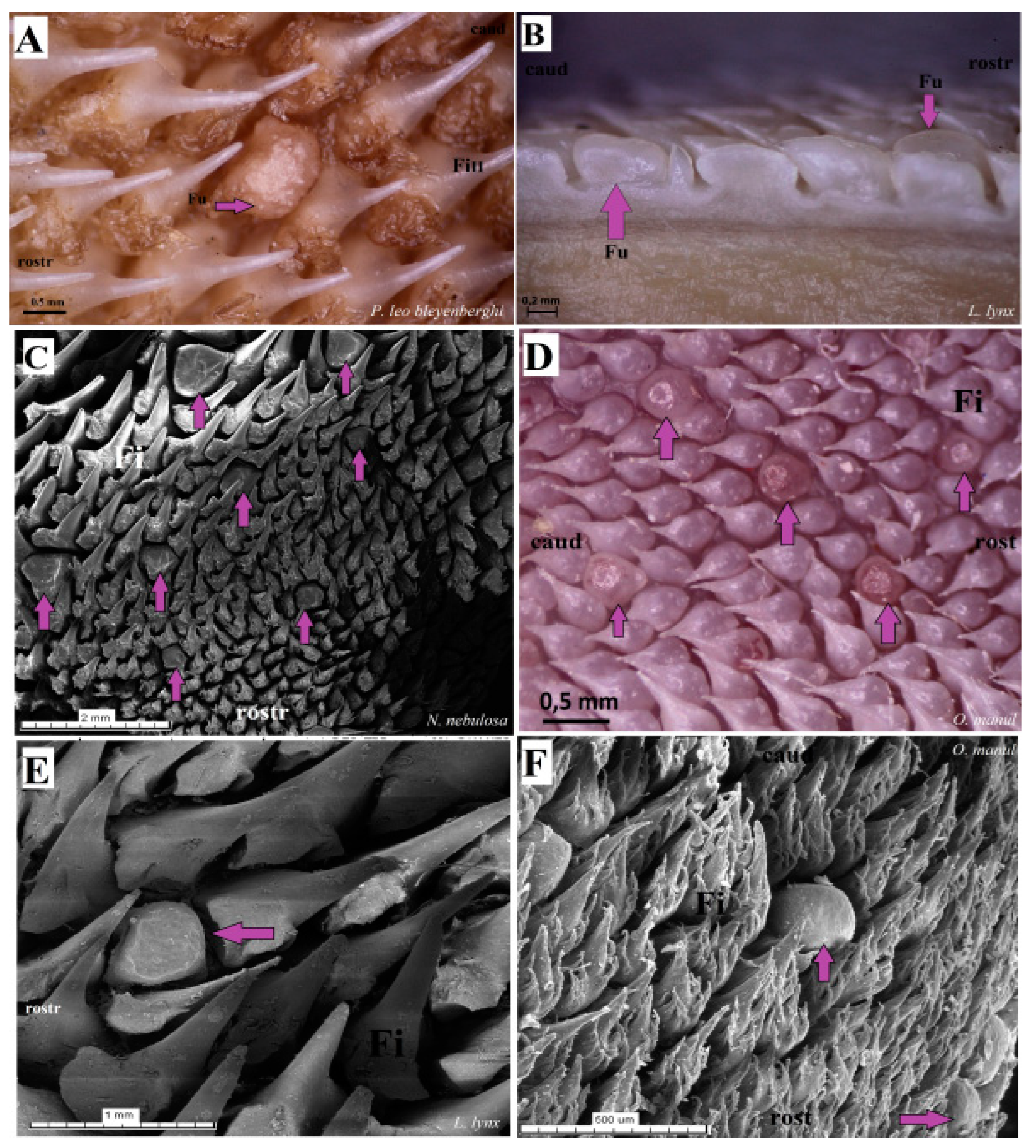 Biology 12 00516 g017