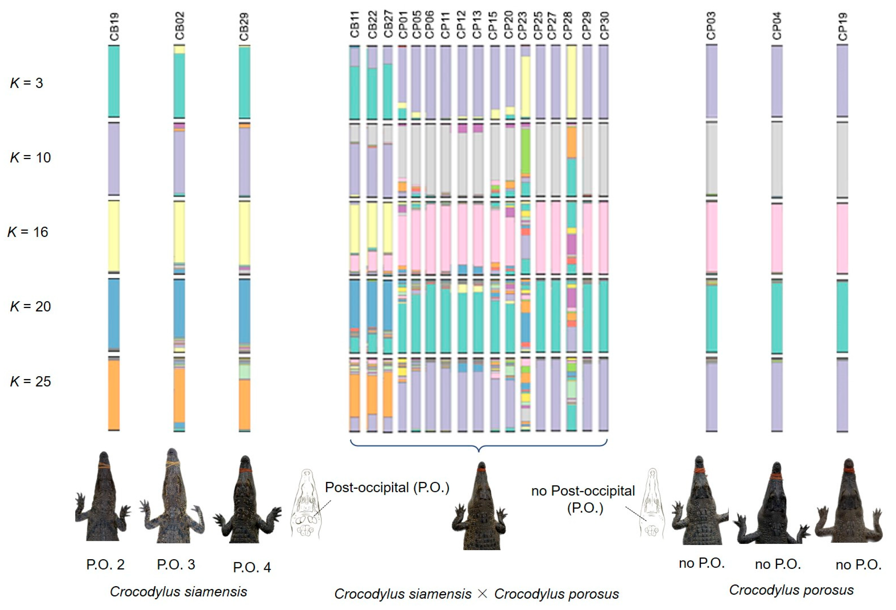 Biology 12 00535 g005 Biology 12 00535 g005