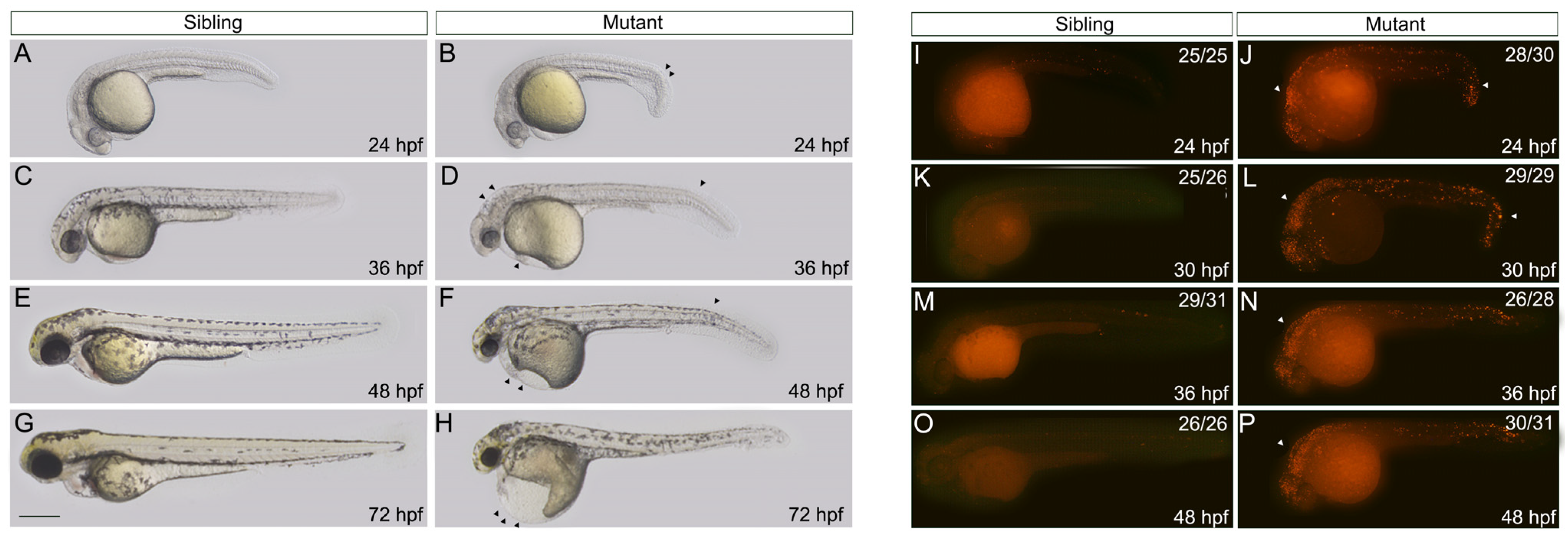 Biology 12 00538 g002