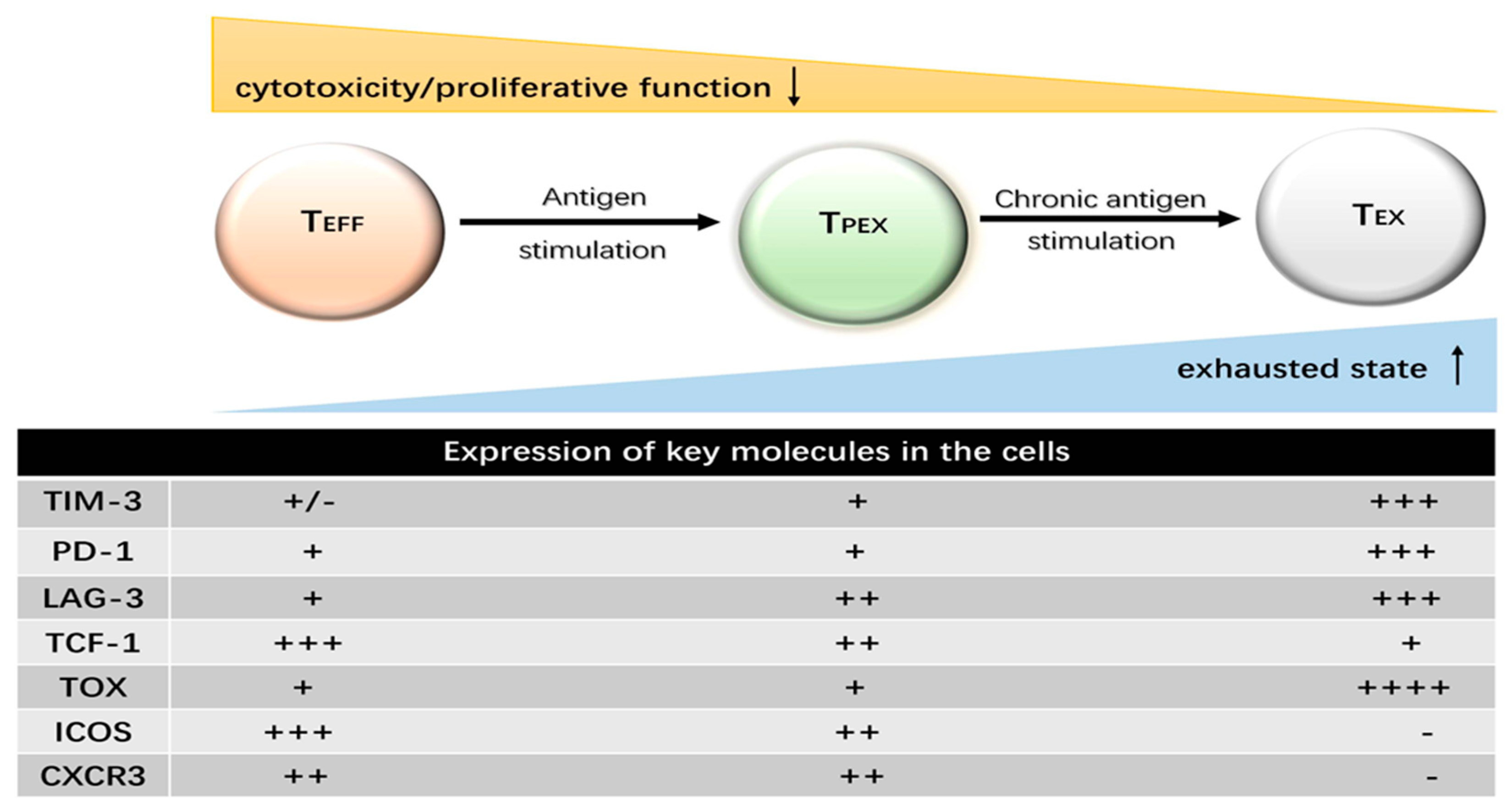 Biology | Free Full-Text | Regulatory Mechanisms and Reversal of CD8+T ...