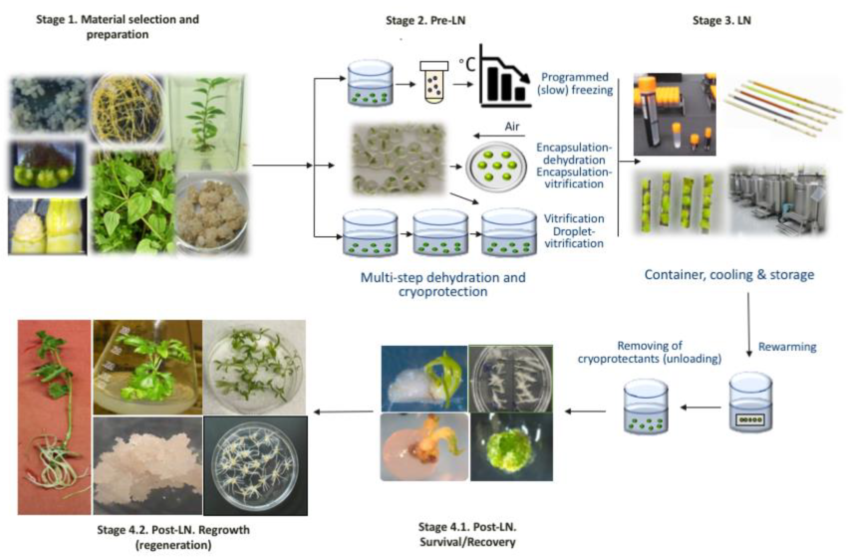 パイン Critical Role of Regrowth Conditions in Post