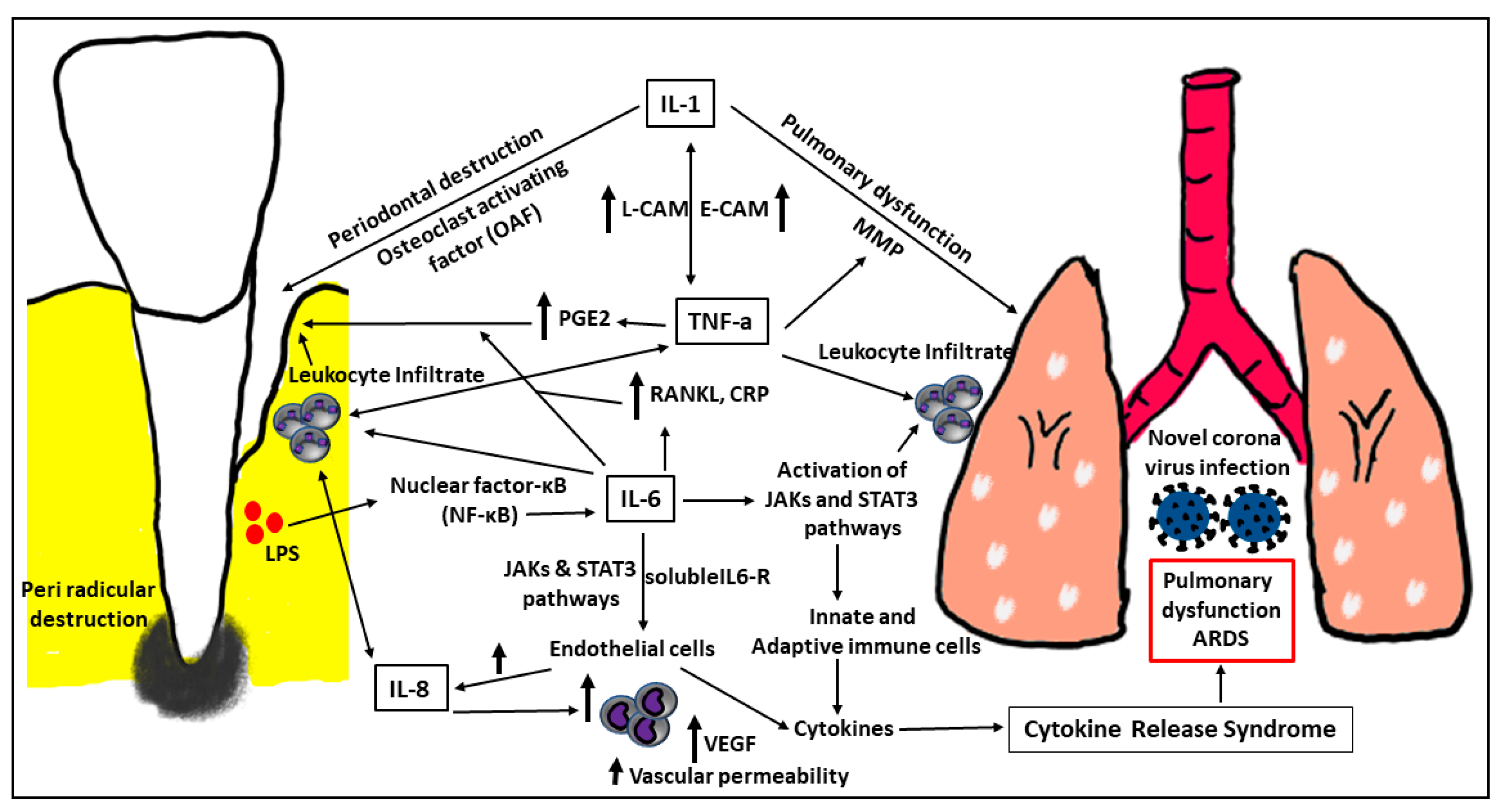 Biology 12 00550 g001 Biology 12 00550 g001