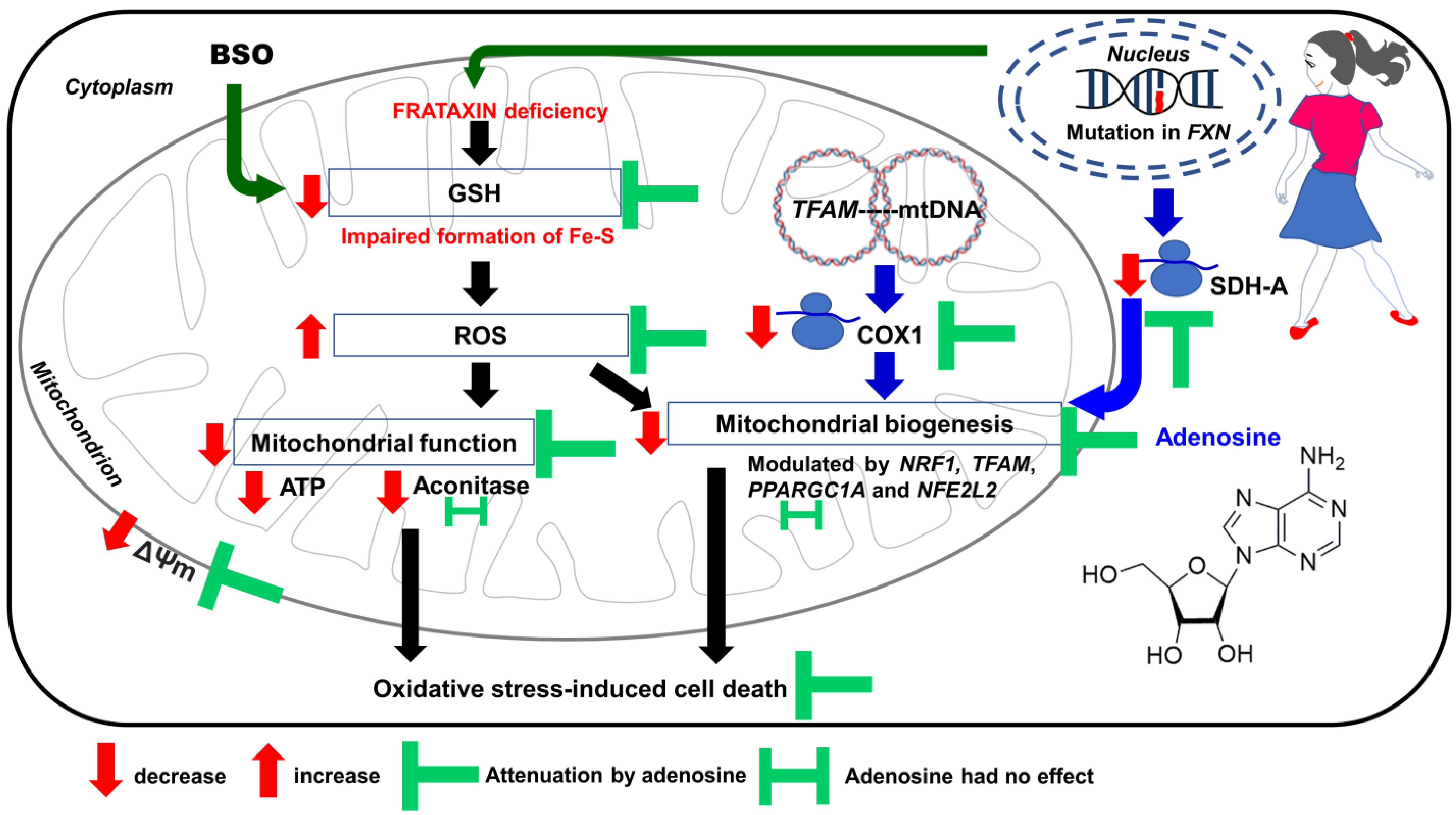 Biology 12 00559 g007 Biology 12 00559 g007
