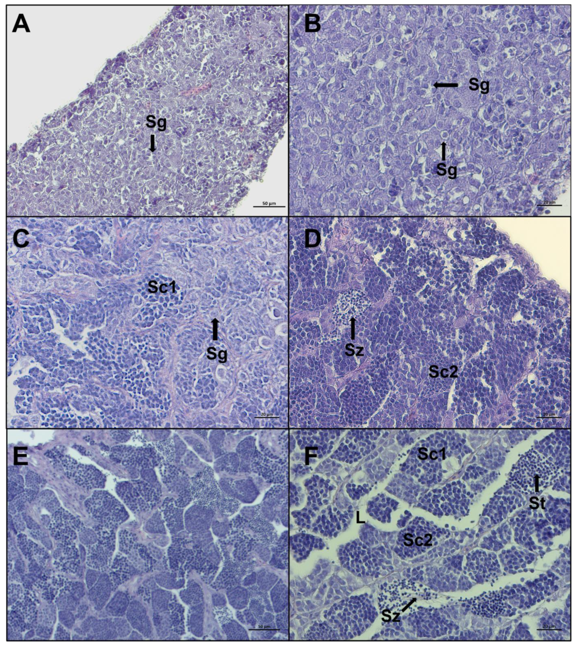 Biology 12 00562 g005 Biology 12 00562 g005
