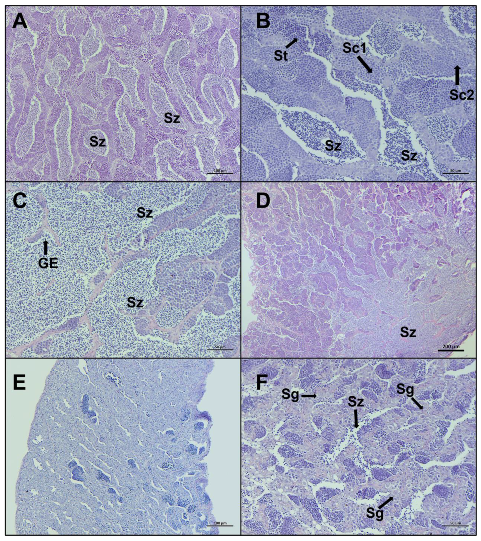 Biology 12 00562 g006 Biology 12 00562 g006
