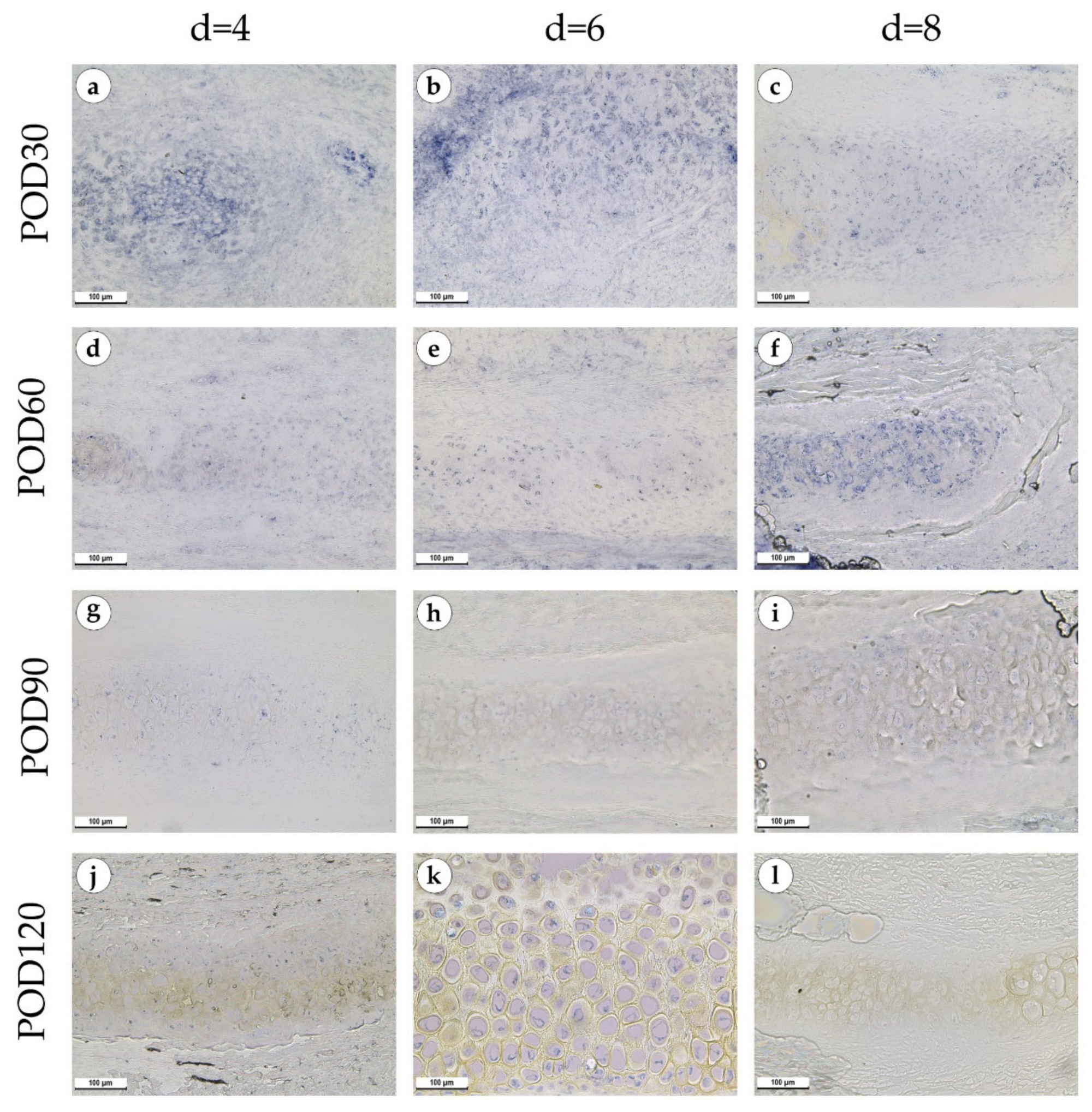 Biology 12 00565 g006 Biology 12 00565 g006