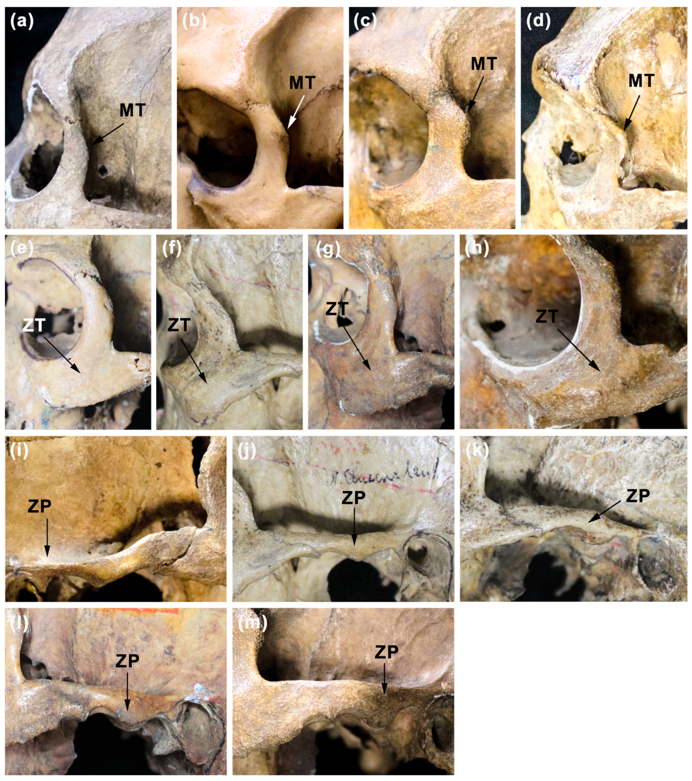 Biology 12 00566 g003 Biology 12 00566 g003