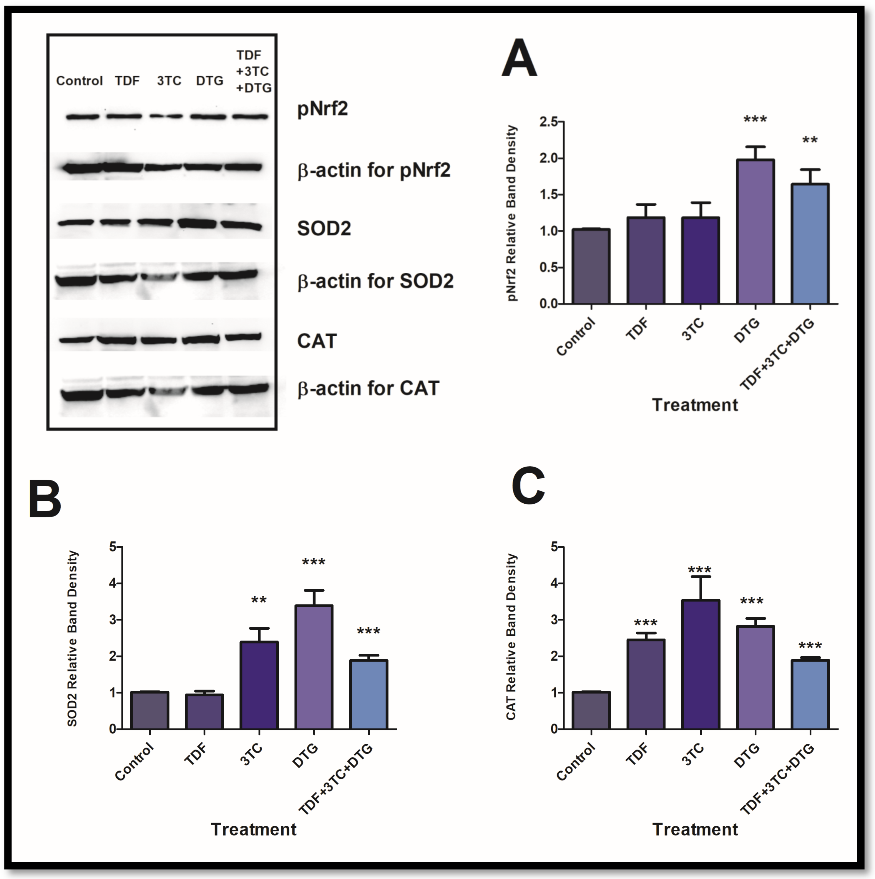 Biology 12 00580 g001 Biology 12 00580 g001