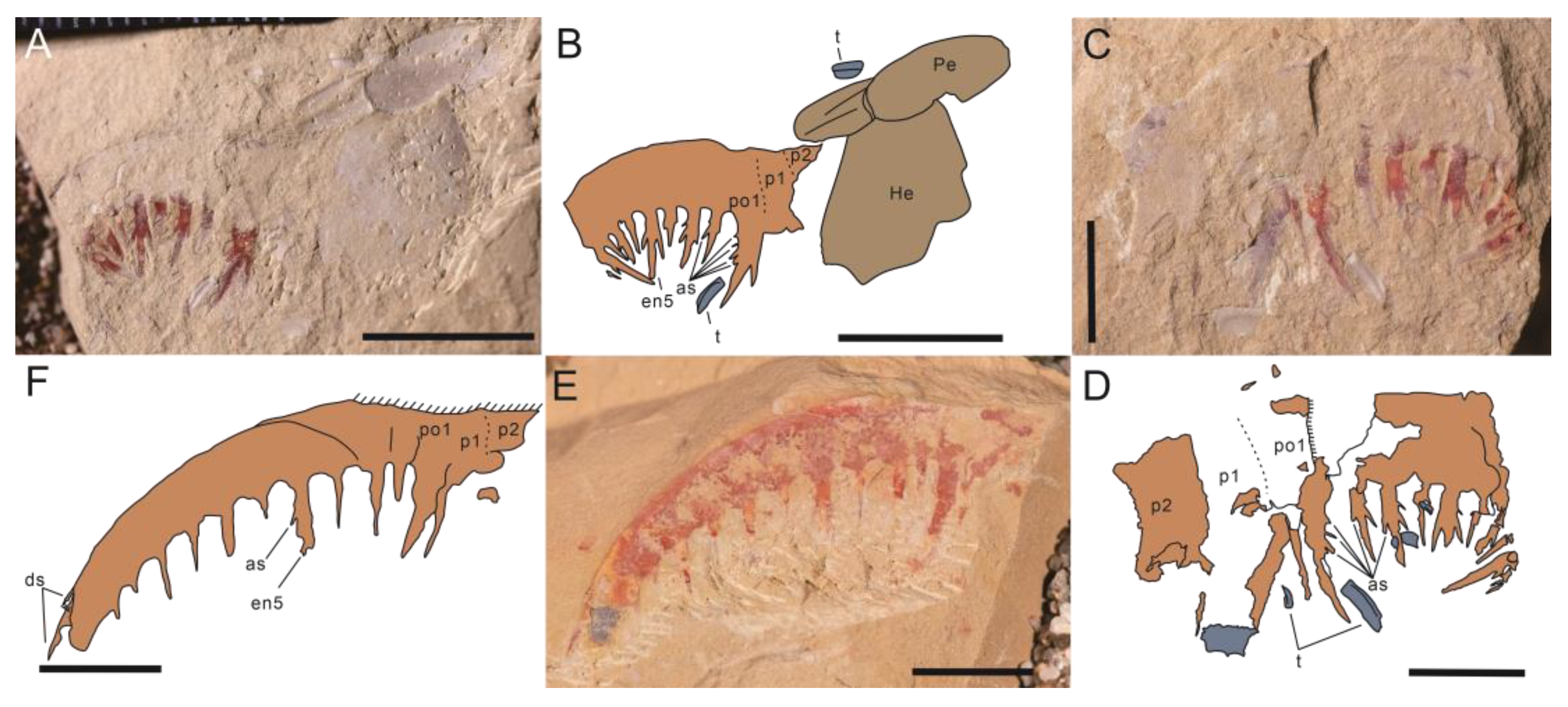 Biology 12 00583 g005 Biology 12 00583 g005